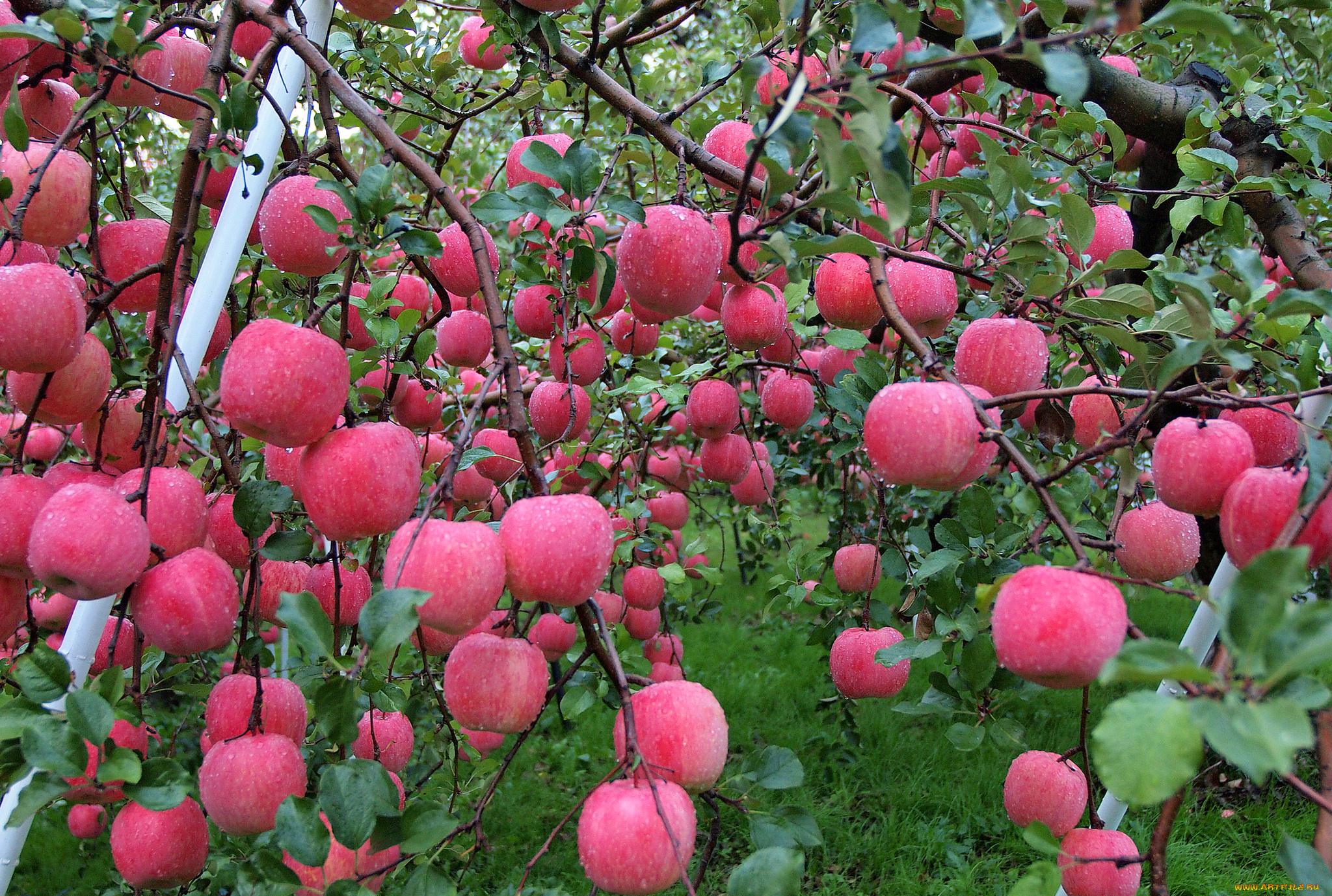 природа, плоды, роса, вода, осень, капли, яблоки, сад, урожай