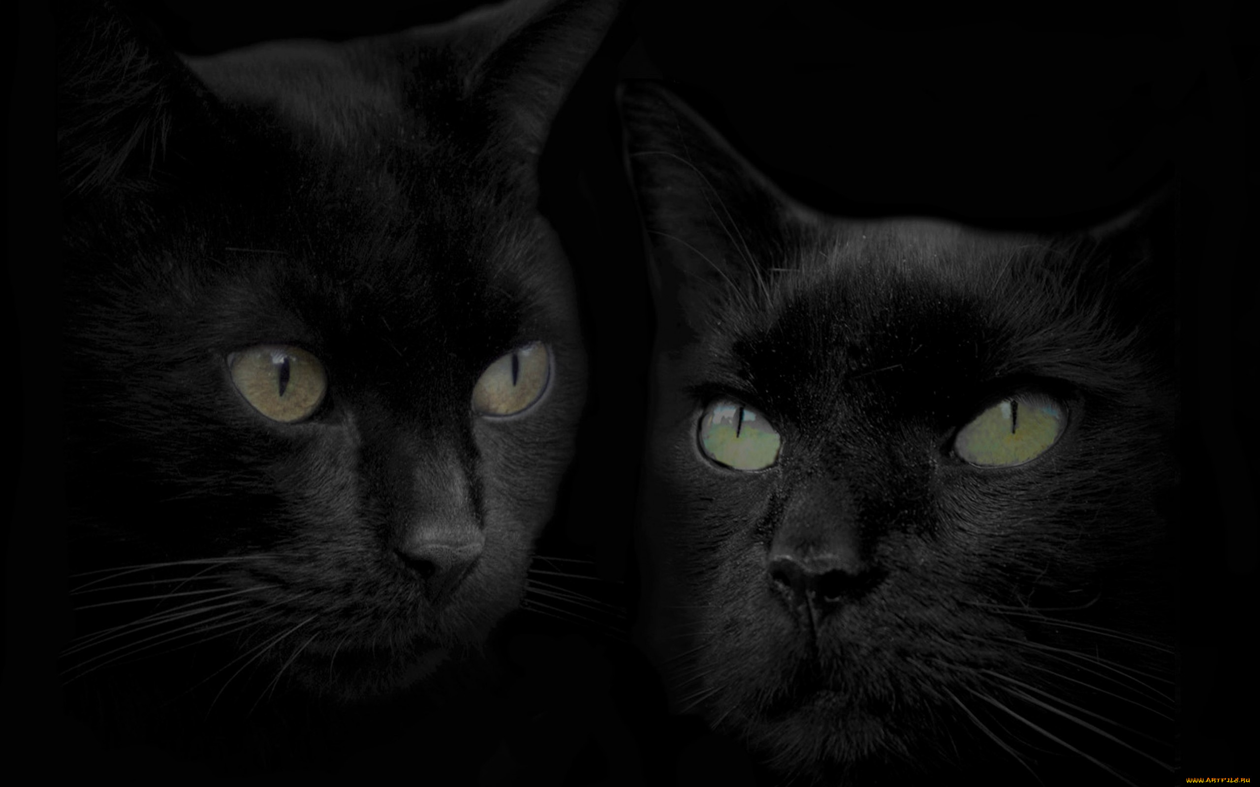 животные, коты, зеркало, отражение, голова, черный, кот, кошка