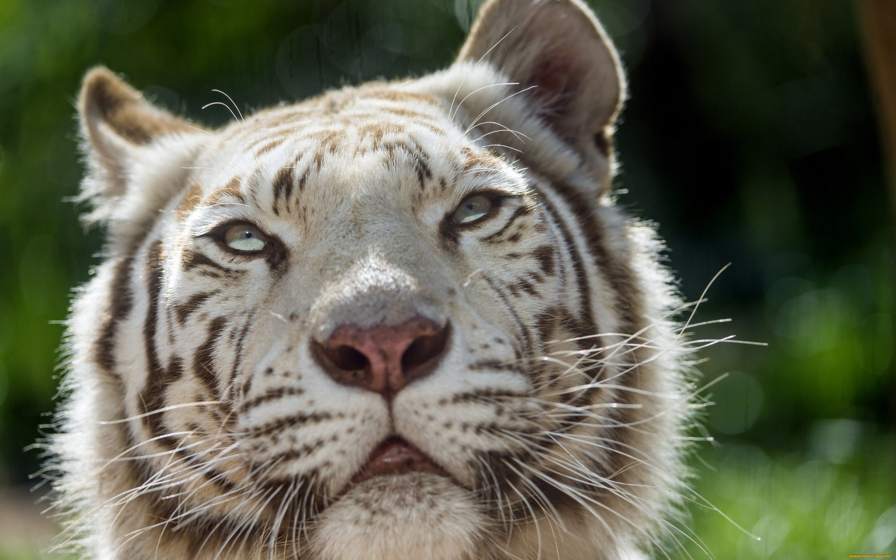 ©tambako, the, jaguar, животные, тигры, взгляд, морда, кошка, белый, тигр
