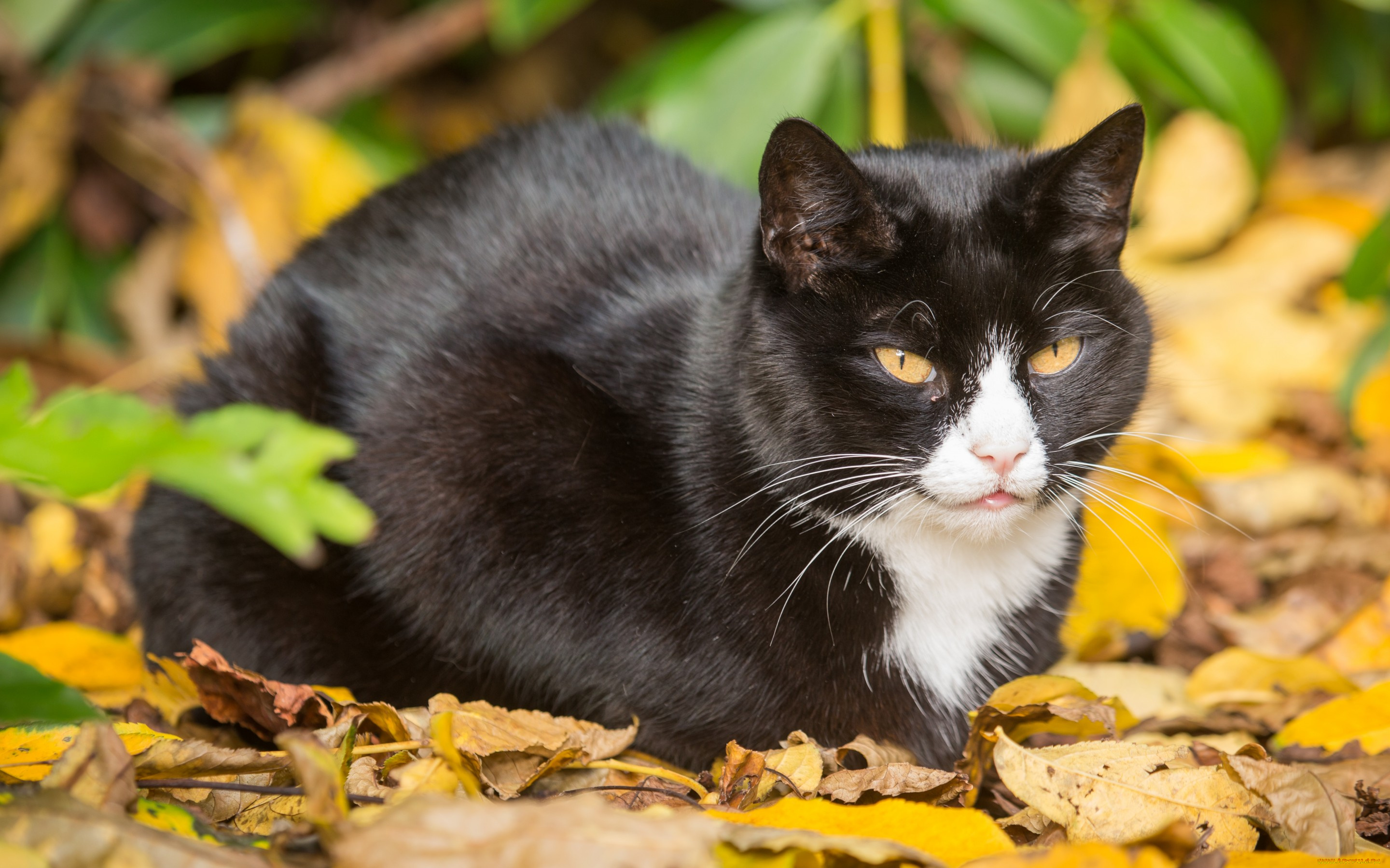 Серый кот осень листья животное без смс