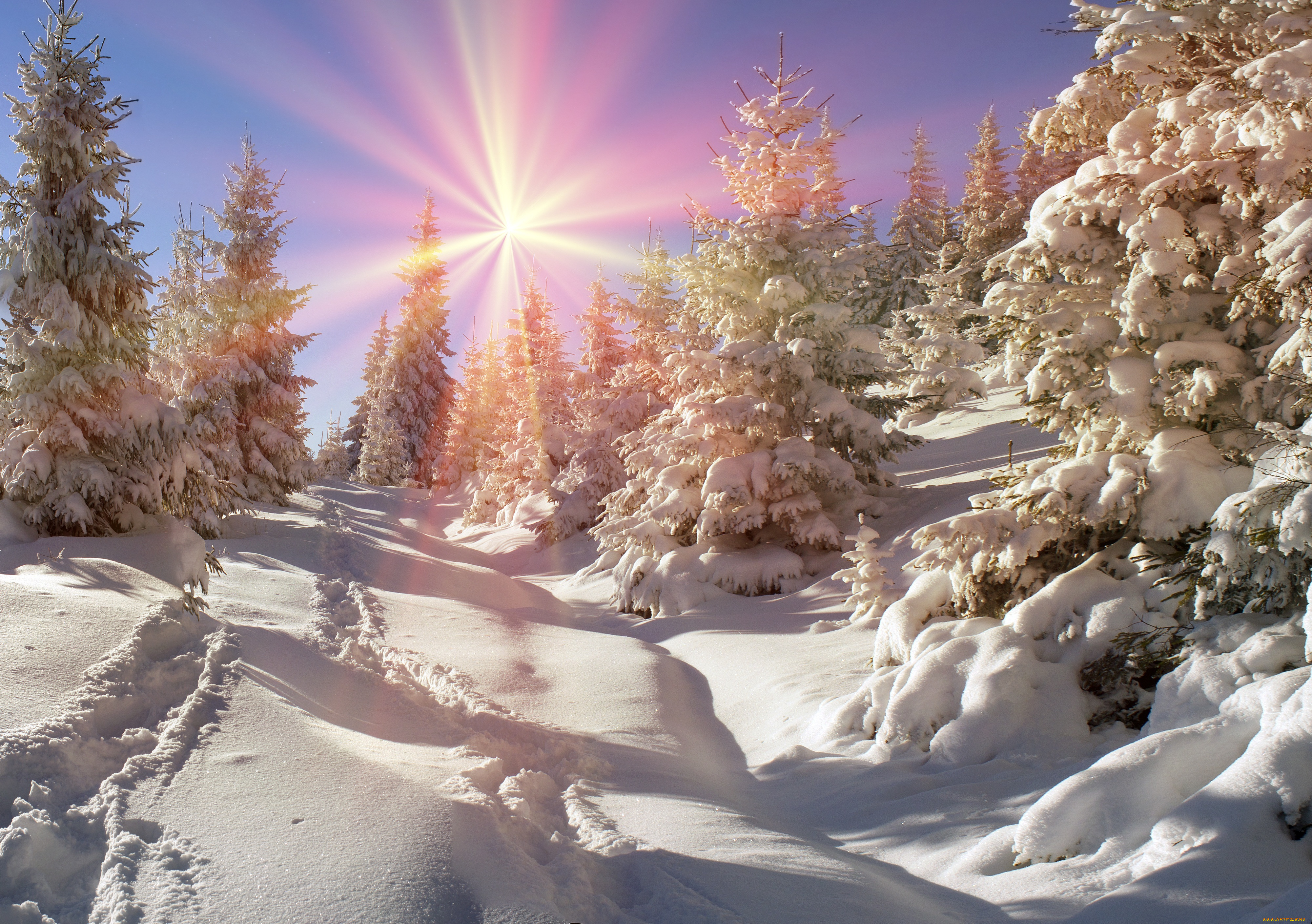 природа, зима, елка, лес, nature, snow, winter, солнце, снег