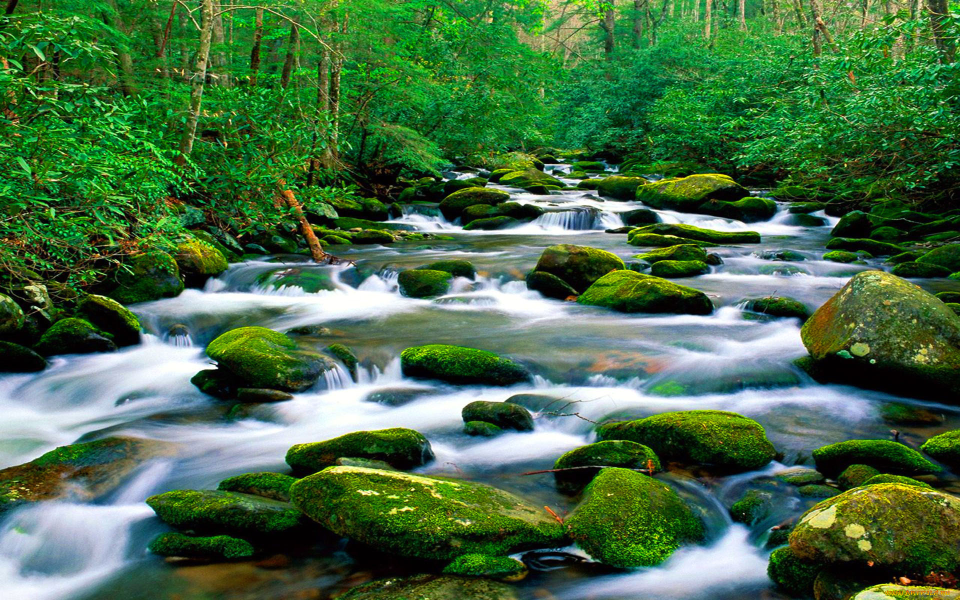 природа, реки, озера, горная, река, riverbed, рок, зеленый, мох, лес, густая, растительность