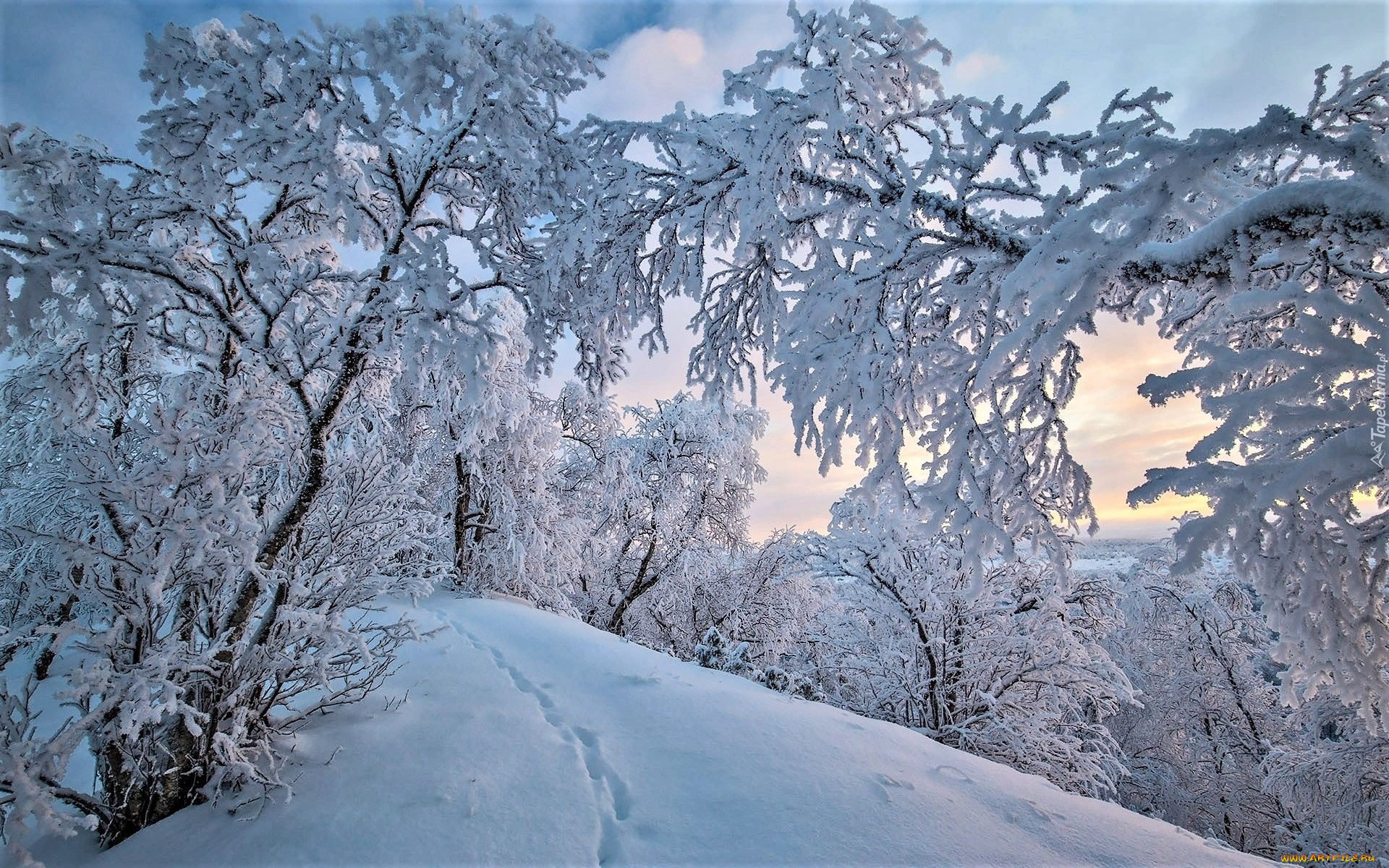 природа, зима, деревья, снег