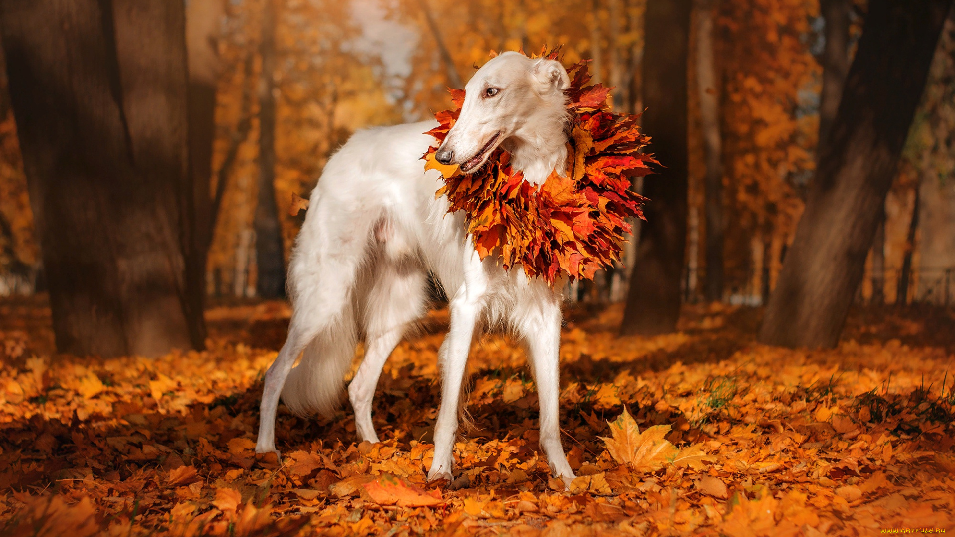 животные, собаки, собака, парк, природа, деревья, листья, осень