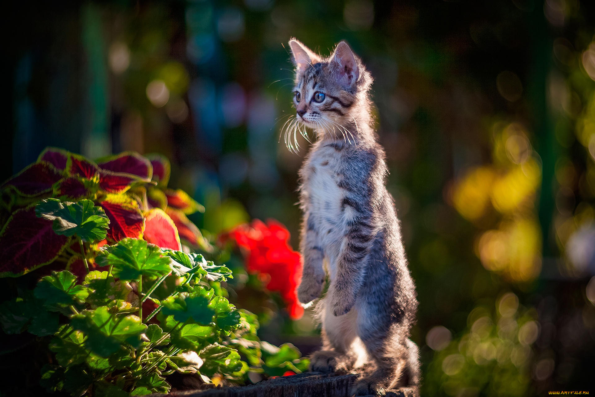 животные, коты, котенок