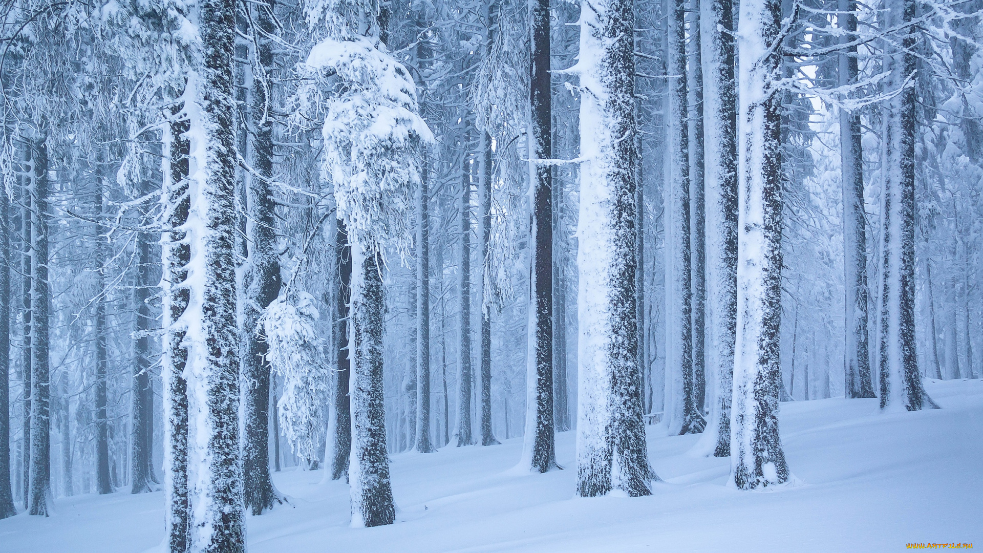 природа, лес, зима, красота, снежные, деревья, снег