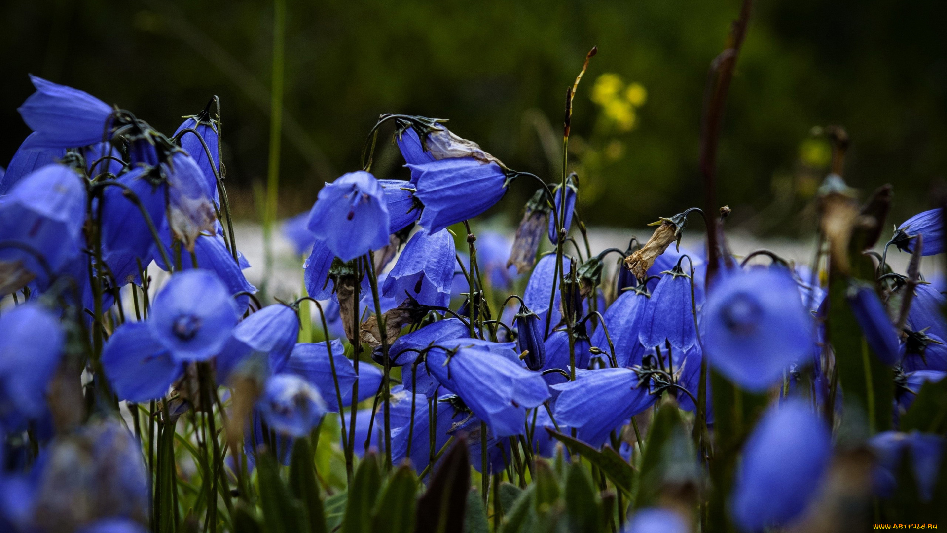 цветы, колокольчики, синие