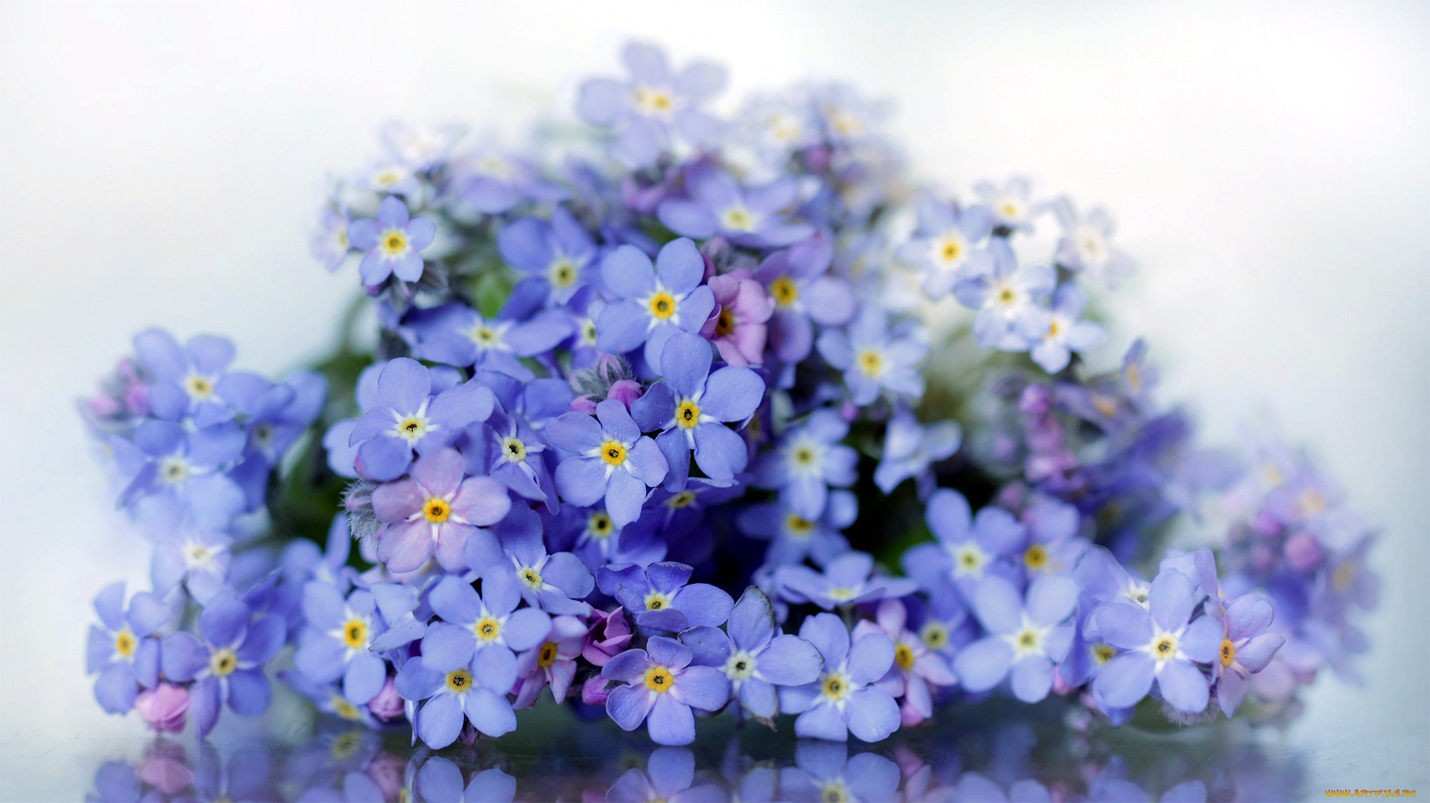 цветы, незабудки, синие