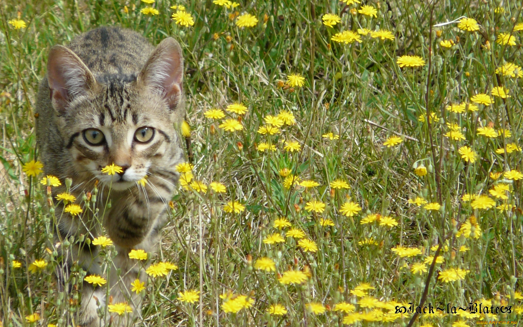 животные, коты