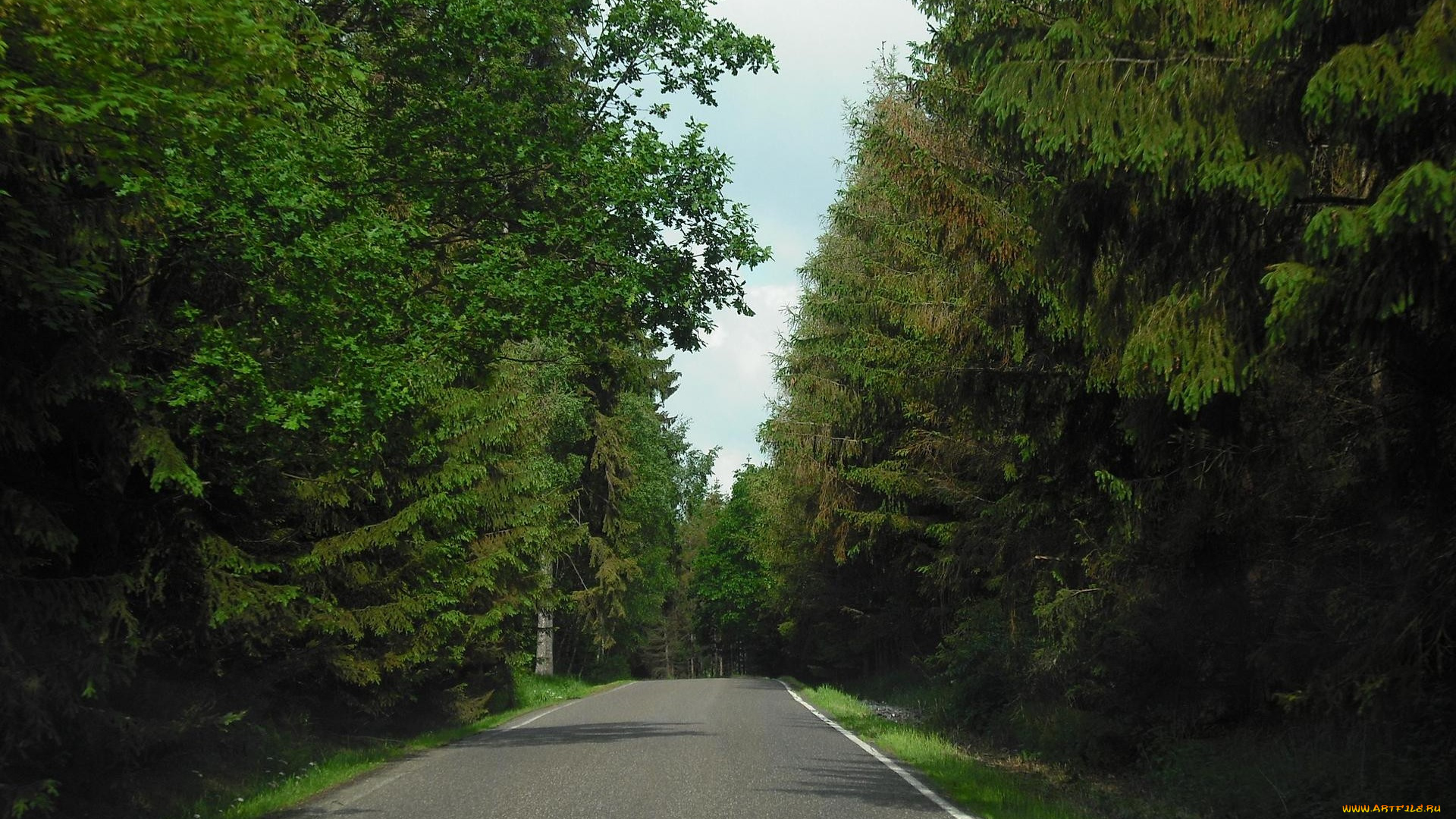 природа, дороги, лес, шоссе