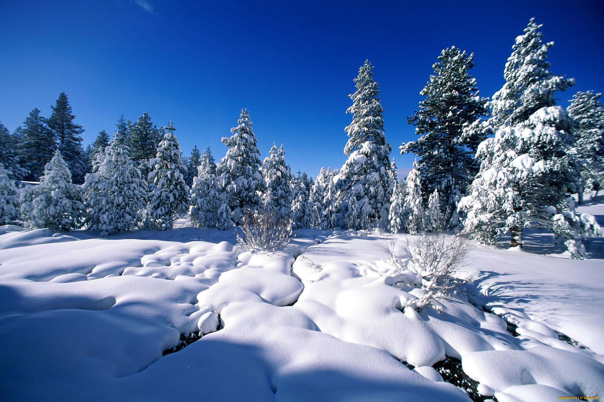 природа, зима, деревья, сосны, ель, снег