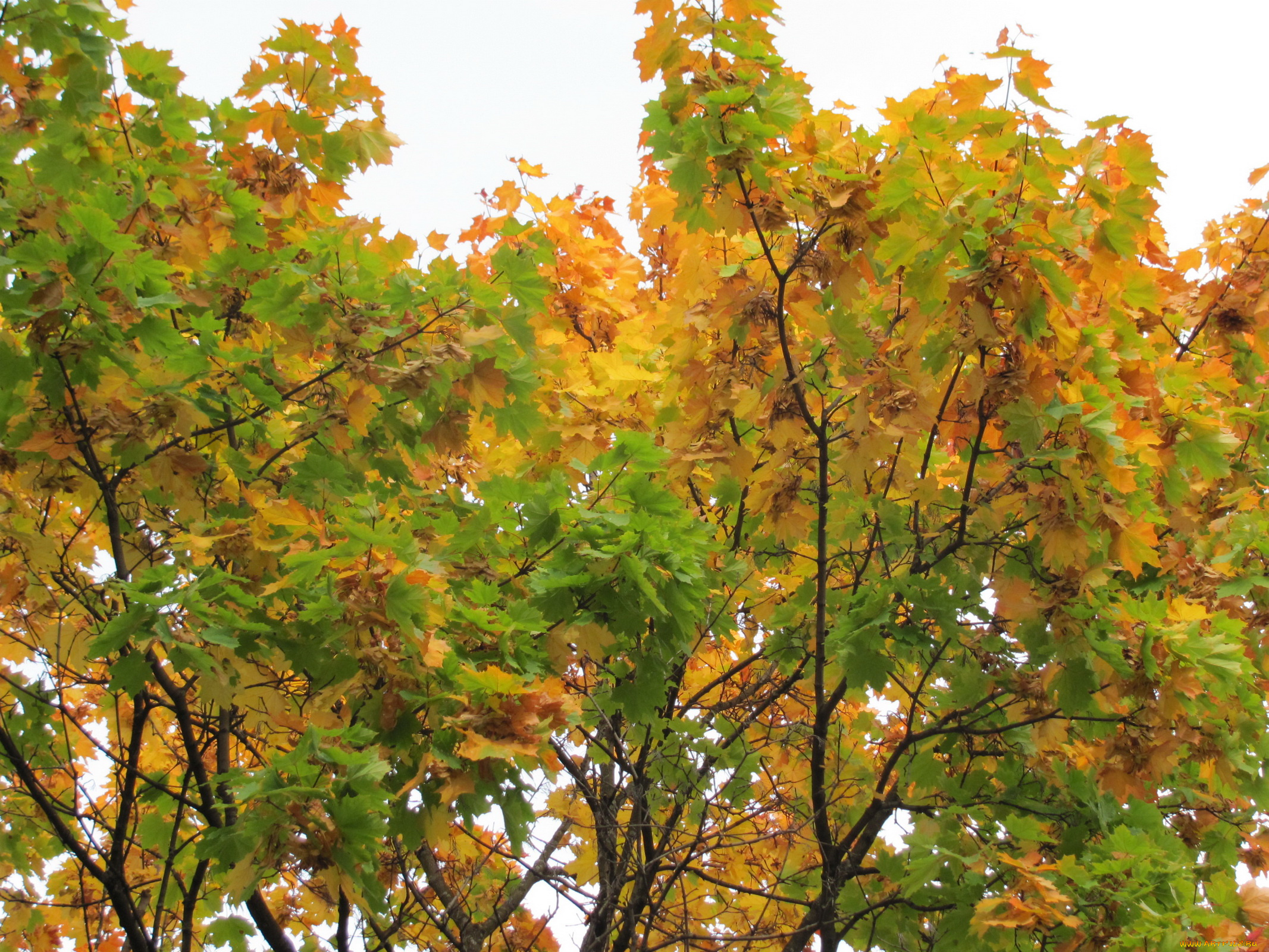 природа, деревья, осень, клены