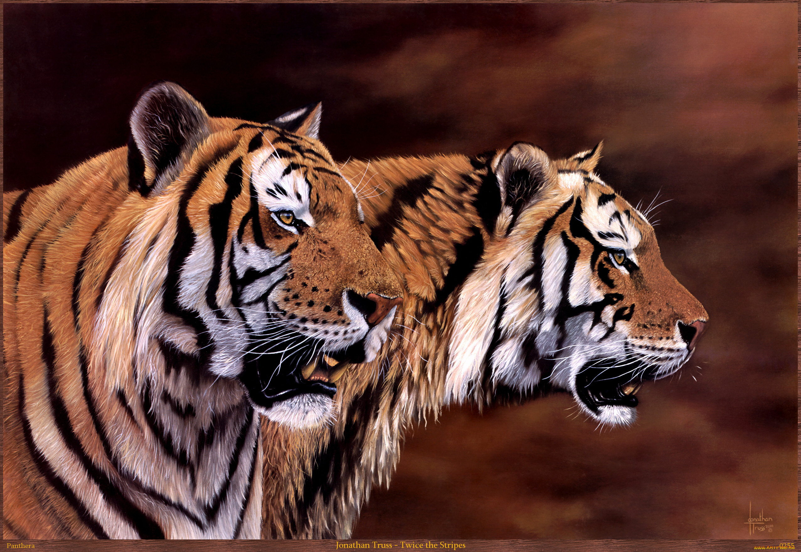jonathan, truss, twice, the, stripes, рисованные, арт, тигры