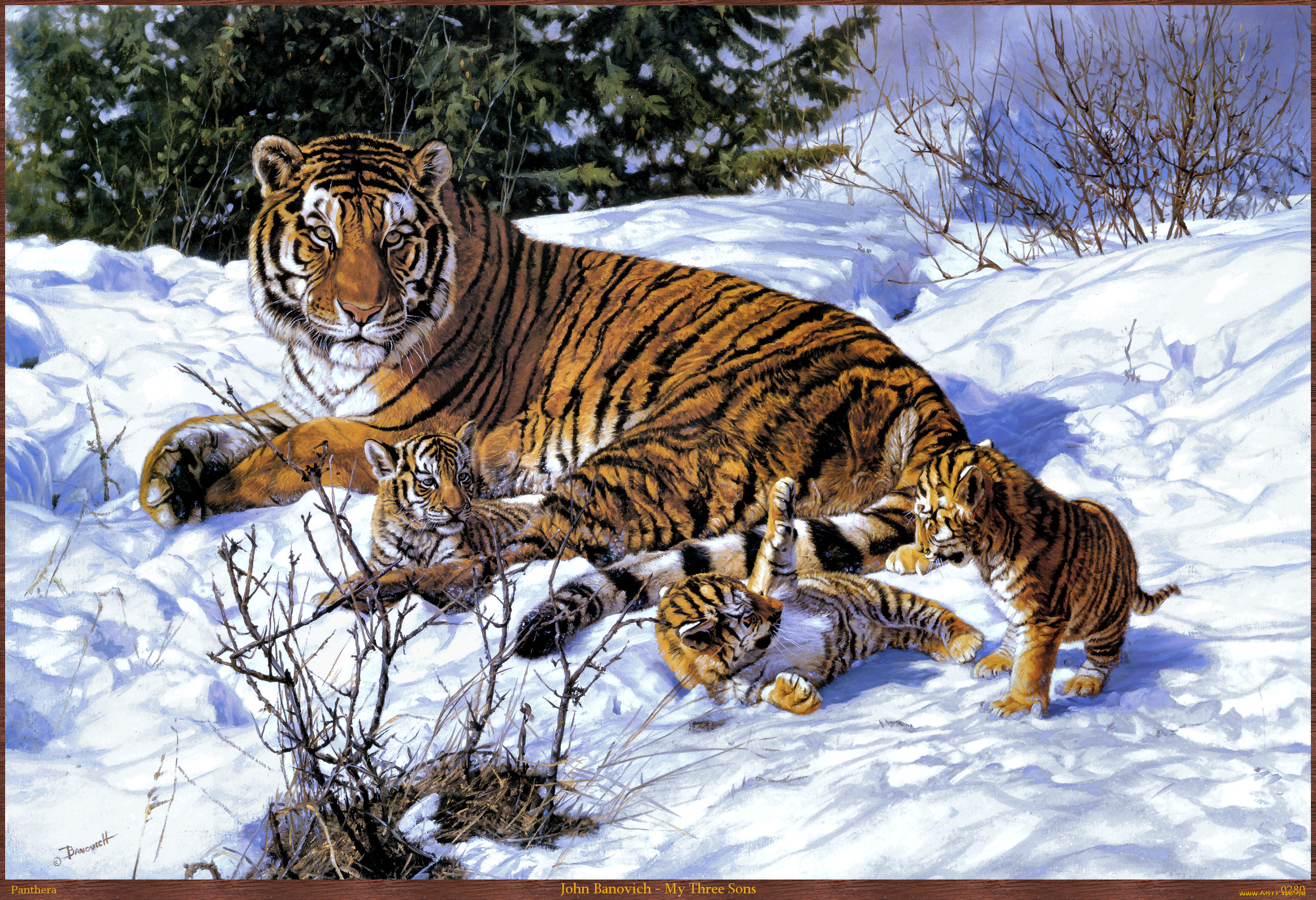john, banovich, my, three, sons, рисованные, тигрица, тигры, арт, тигрята, зима, снег