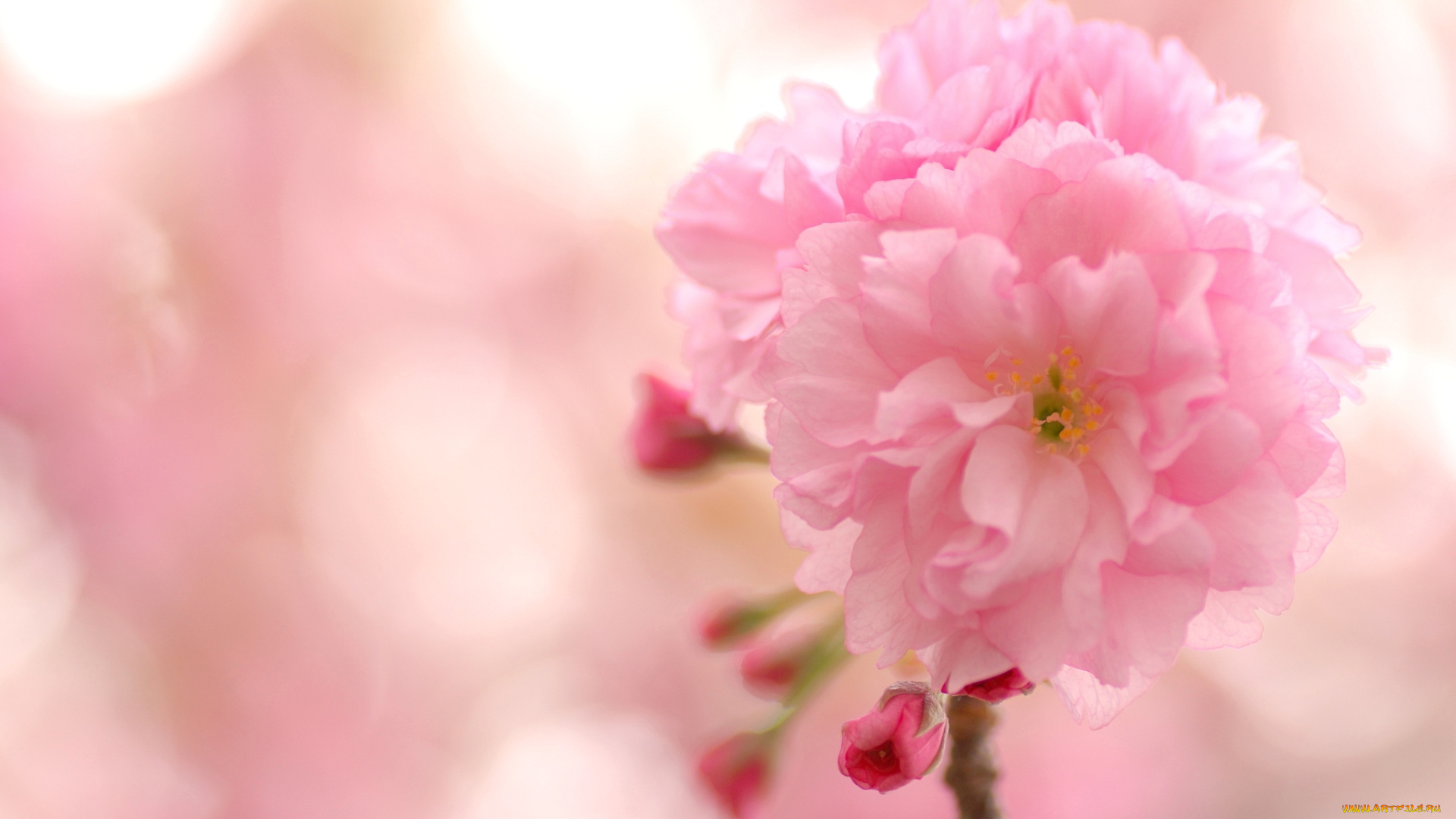 цветы, сакура, вишня, розовый