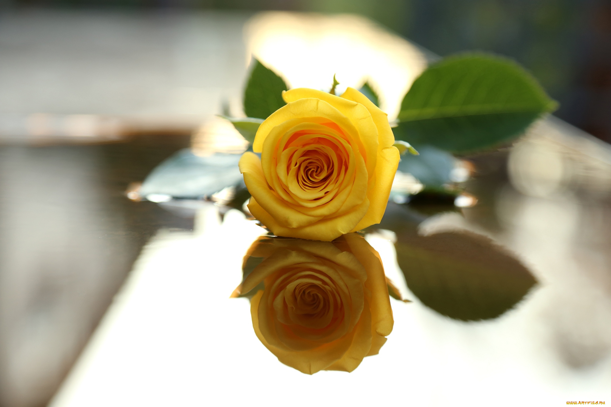 цветы, розы, отражение, желтый