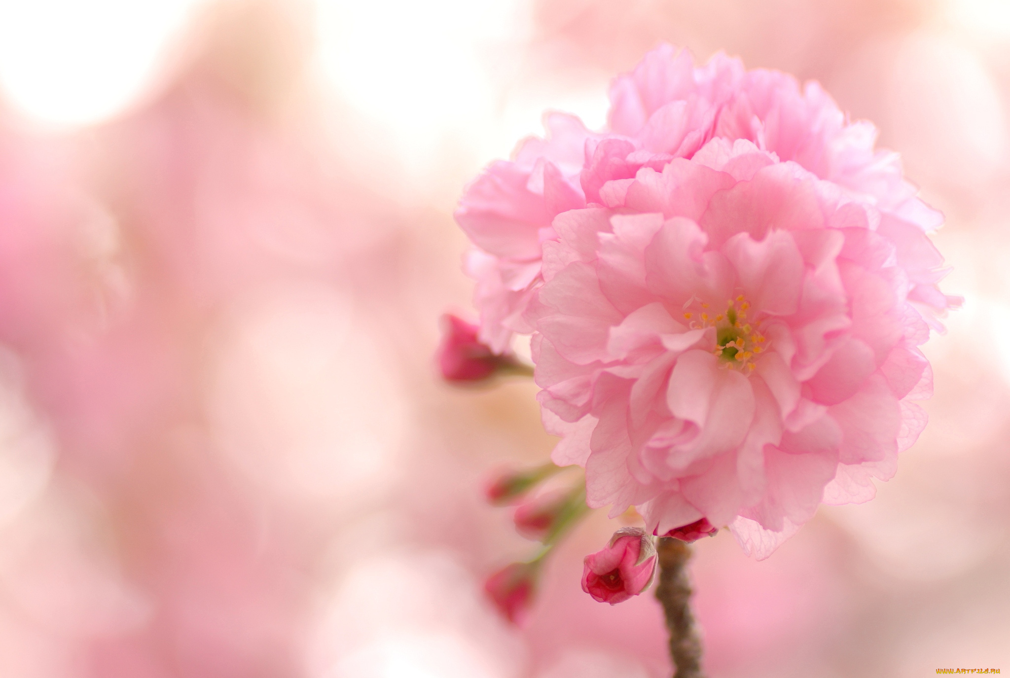 цветы, сакура, вишня, розовый