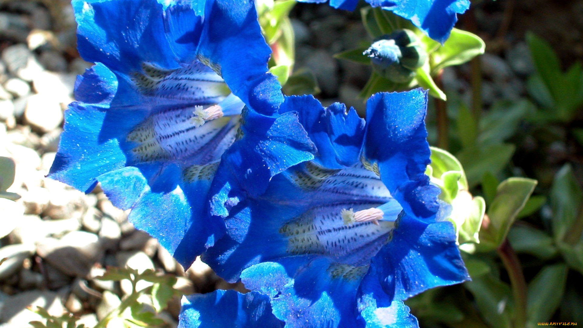 цветы, горечавки, синий