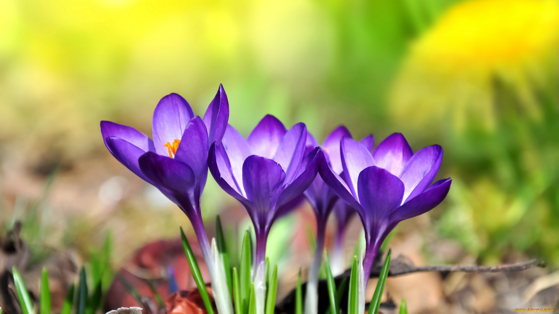 цветы, крокусы, purple, meadow, crocus, flowers, spring