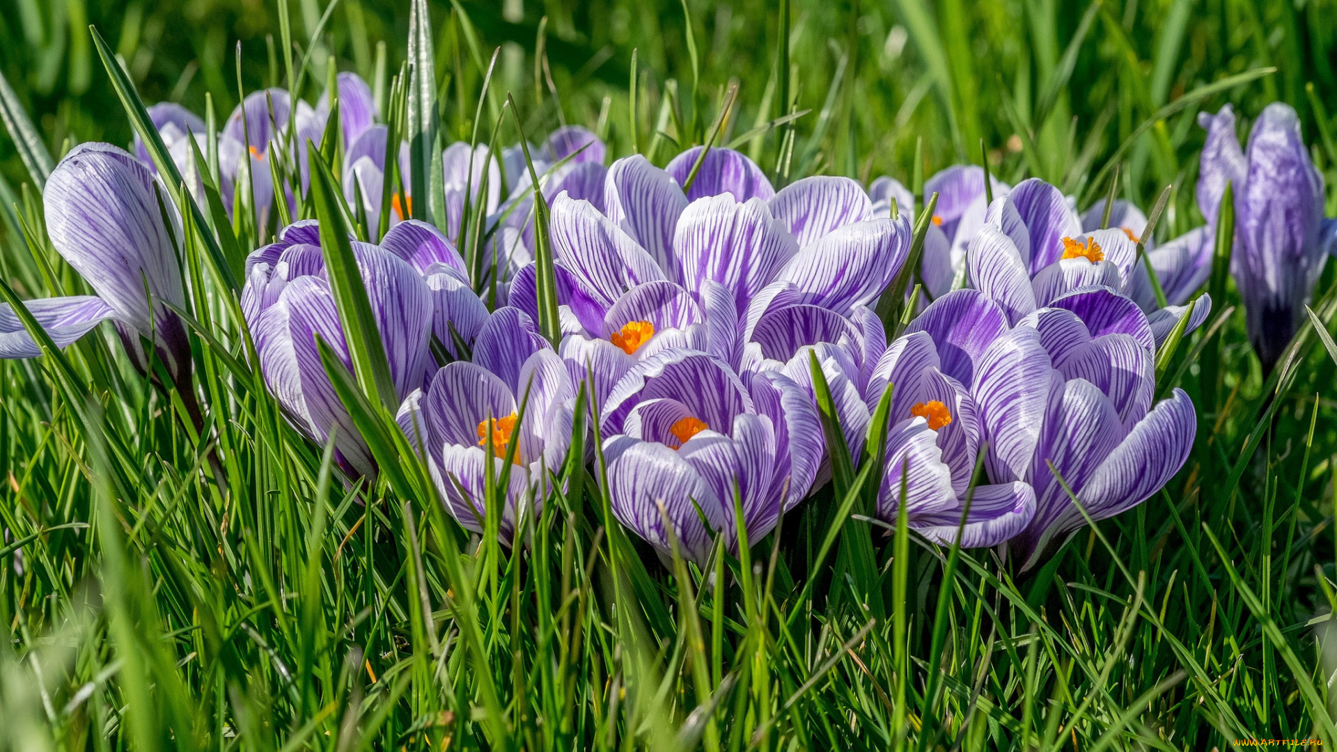 цветы, крокусы, весна