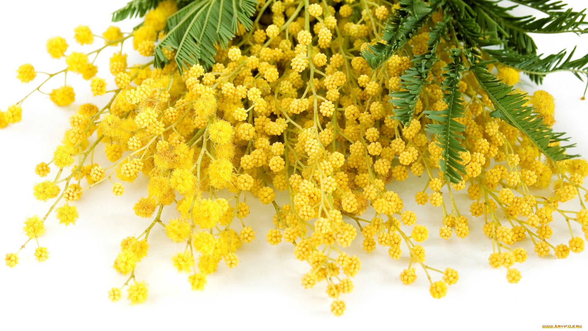 цветы, мимоза, желтый, delicate, yellow, mimosa, весна, flowers, spring