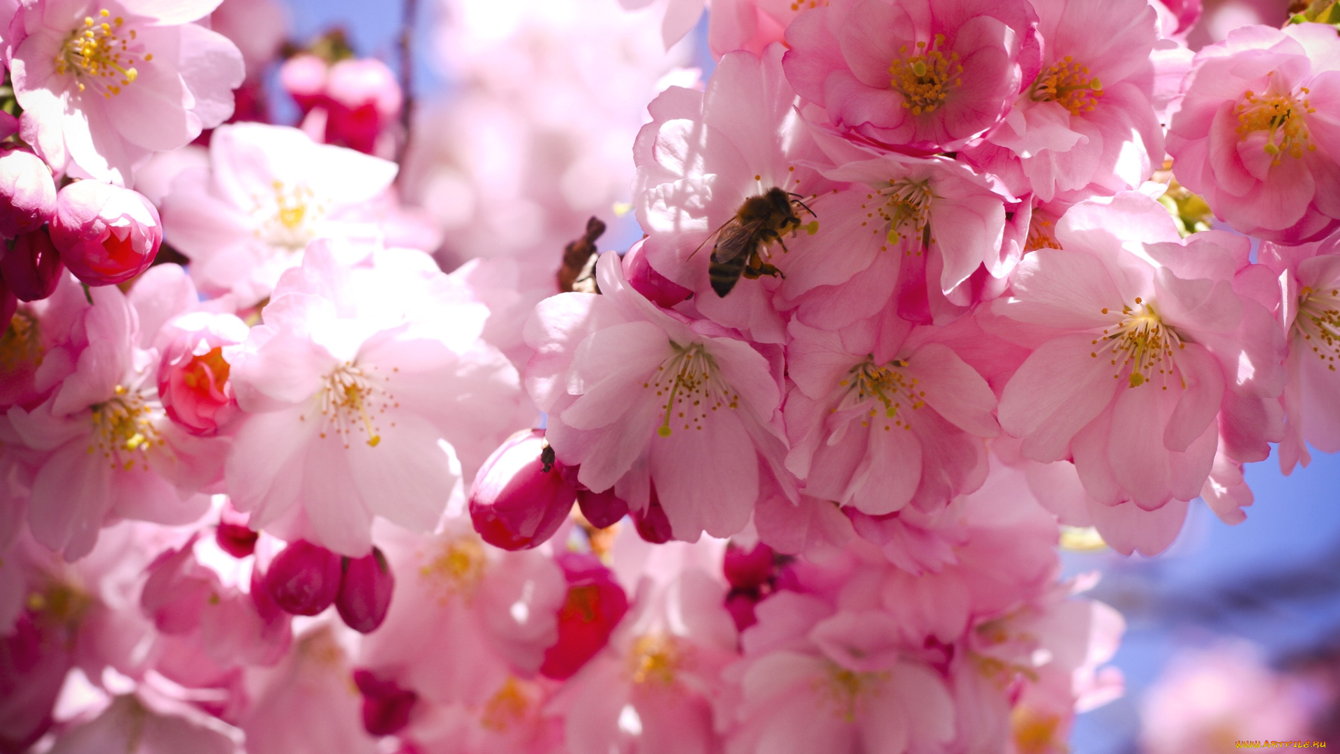 цветы, сакура, , вишня, пчела, весна