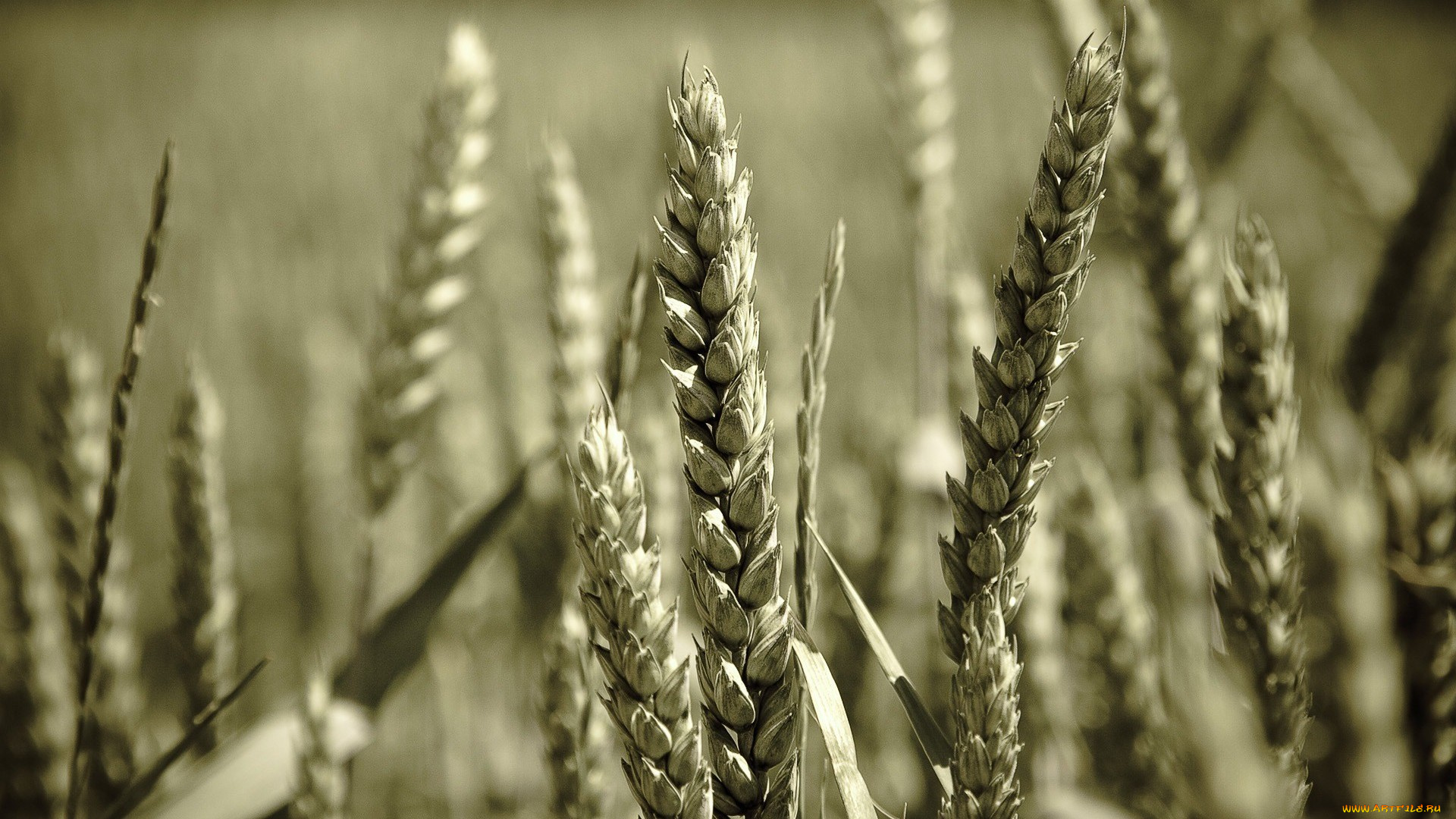 природа, поля, пшеница, колосья, зерно, поле