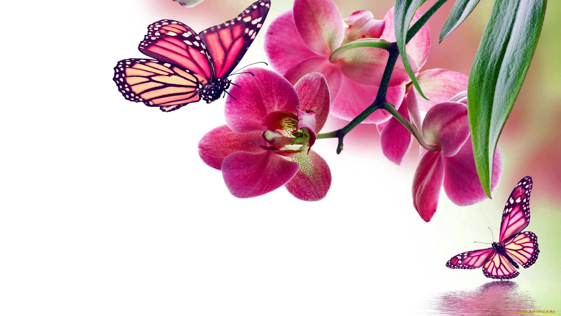 разное, компьютерный, дизайн, бабочки, цветы, орхидея, butterflies, beautiful, flowers, reflection, water, pink, orchid
