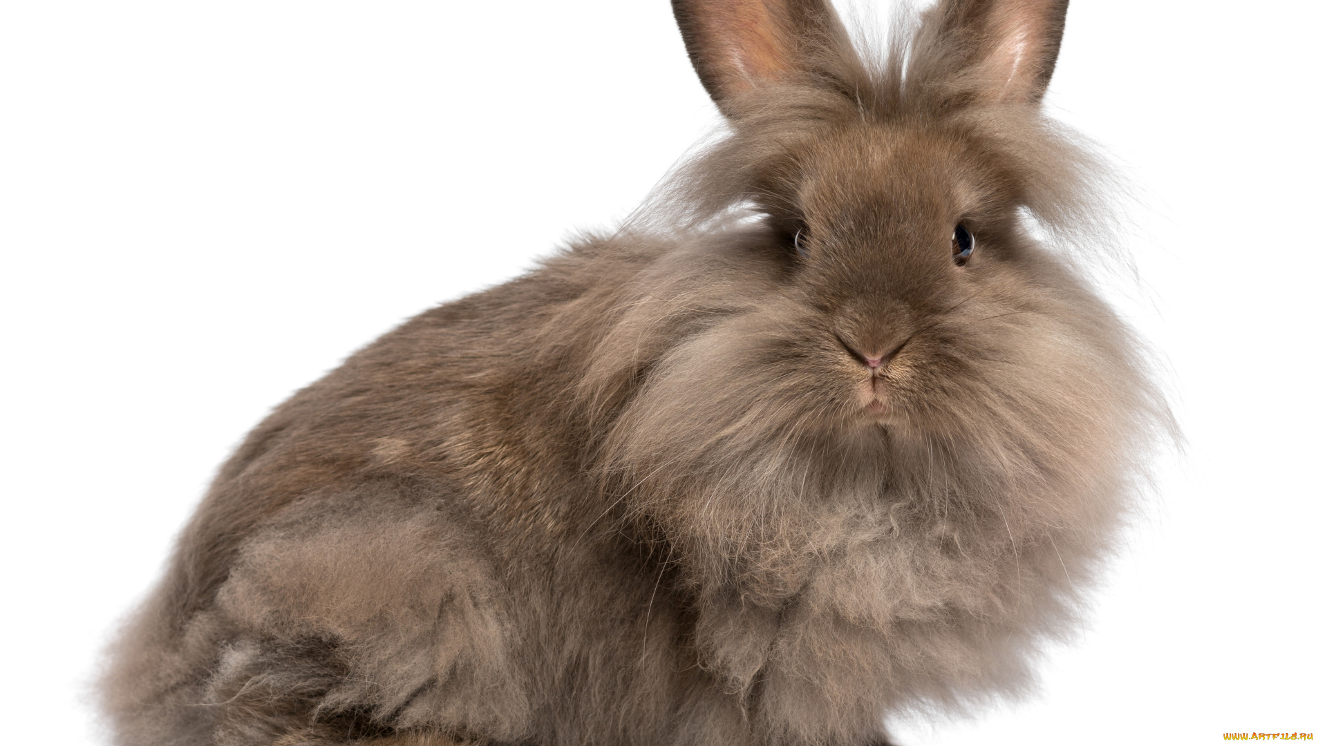 животные, кролики, , зайцы, фон, кролик, морковь