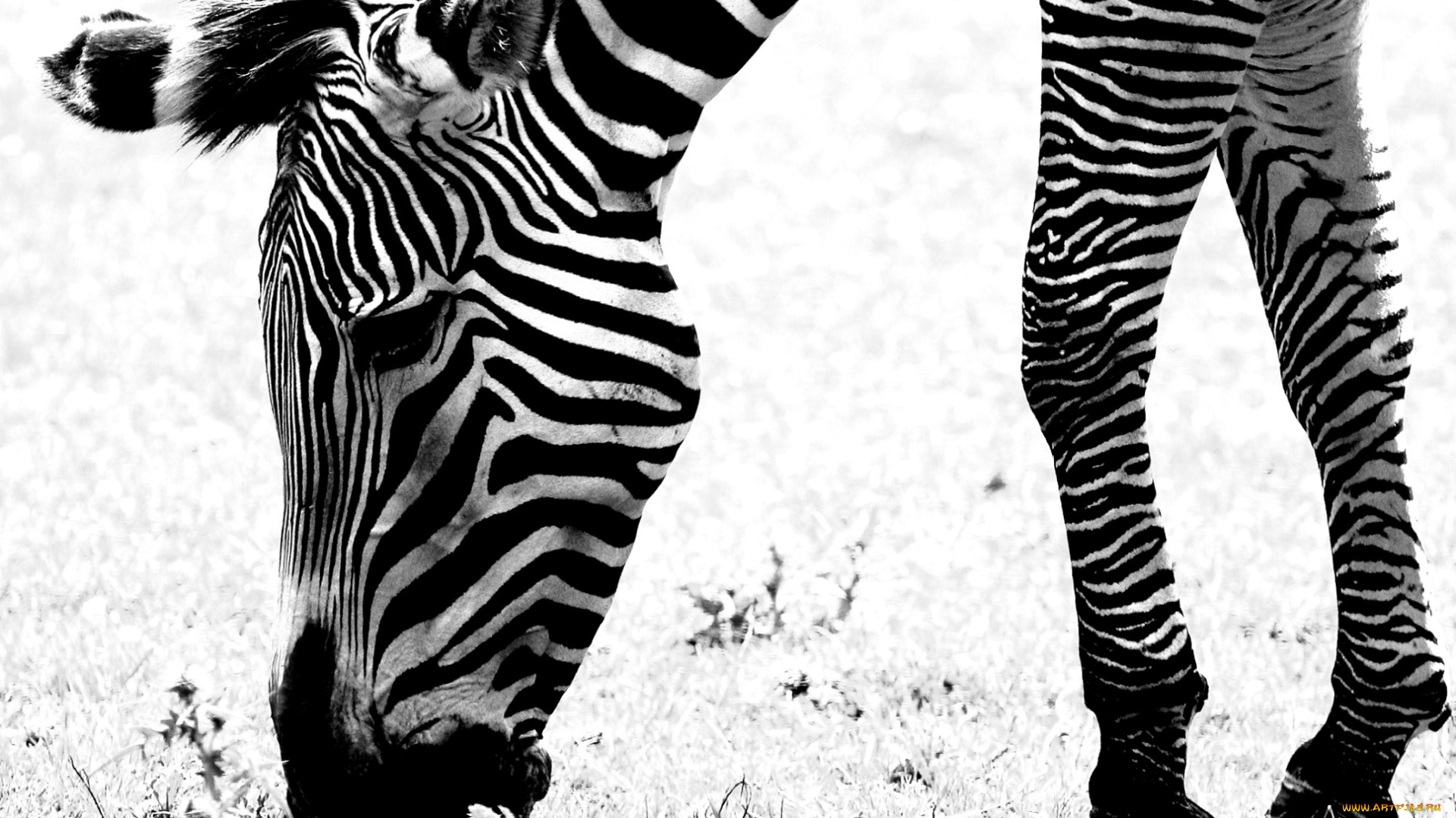 животные, зебры, чёрно-белая, зебра