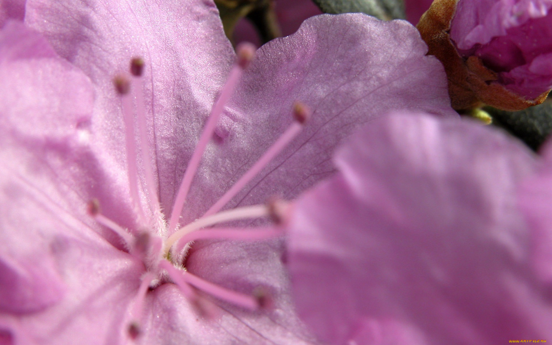 цветы, рододендроны, , азалии, весна, макро, розовый, нежность, цветок