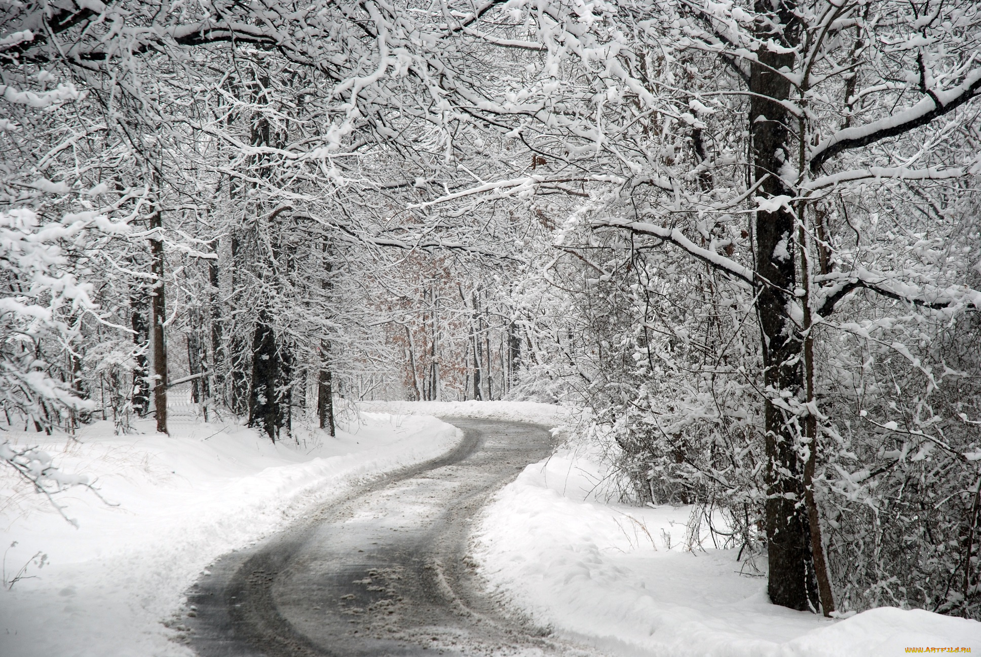 природа, зима, грязь, слякоть, дорога, деревья, снег