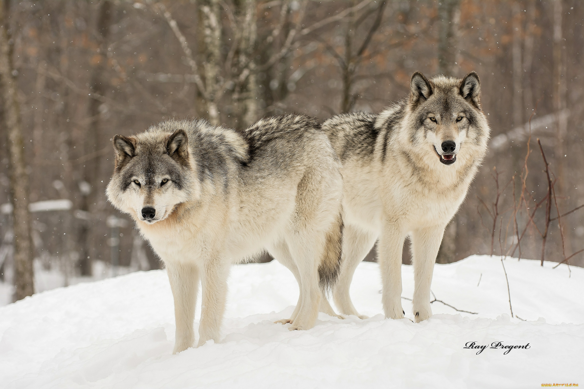 животные, волки, , койоты, , шакалы, снег