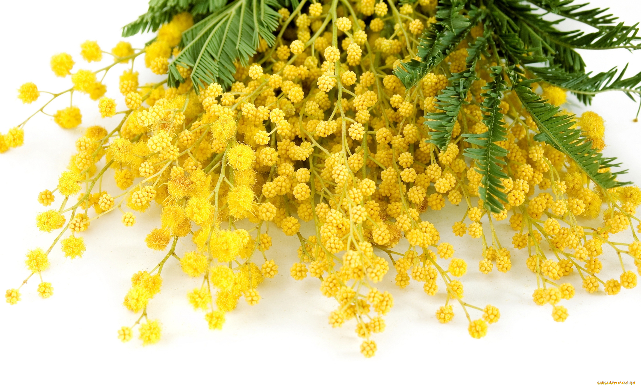 цветы, мимоза, желтый, delicate, yellow, mimosa, весна, flowers, spring