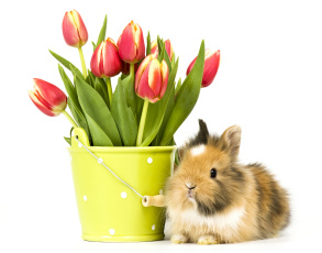 обоя животные, кролики,  зайцы, фон, ведро, цветы, кролик