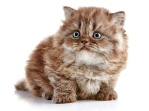 Картинка животные коты котёнок британская длинношёрстная кошка