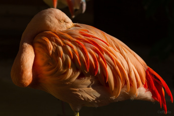 Картинка животные фламинго розовый дремлет птица