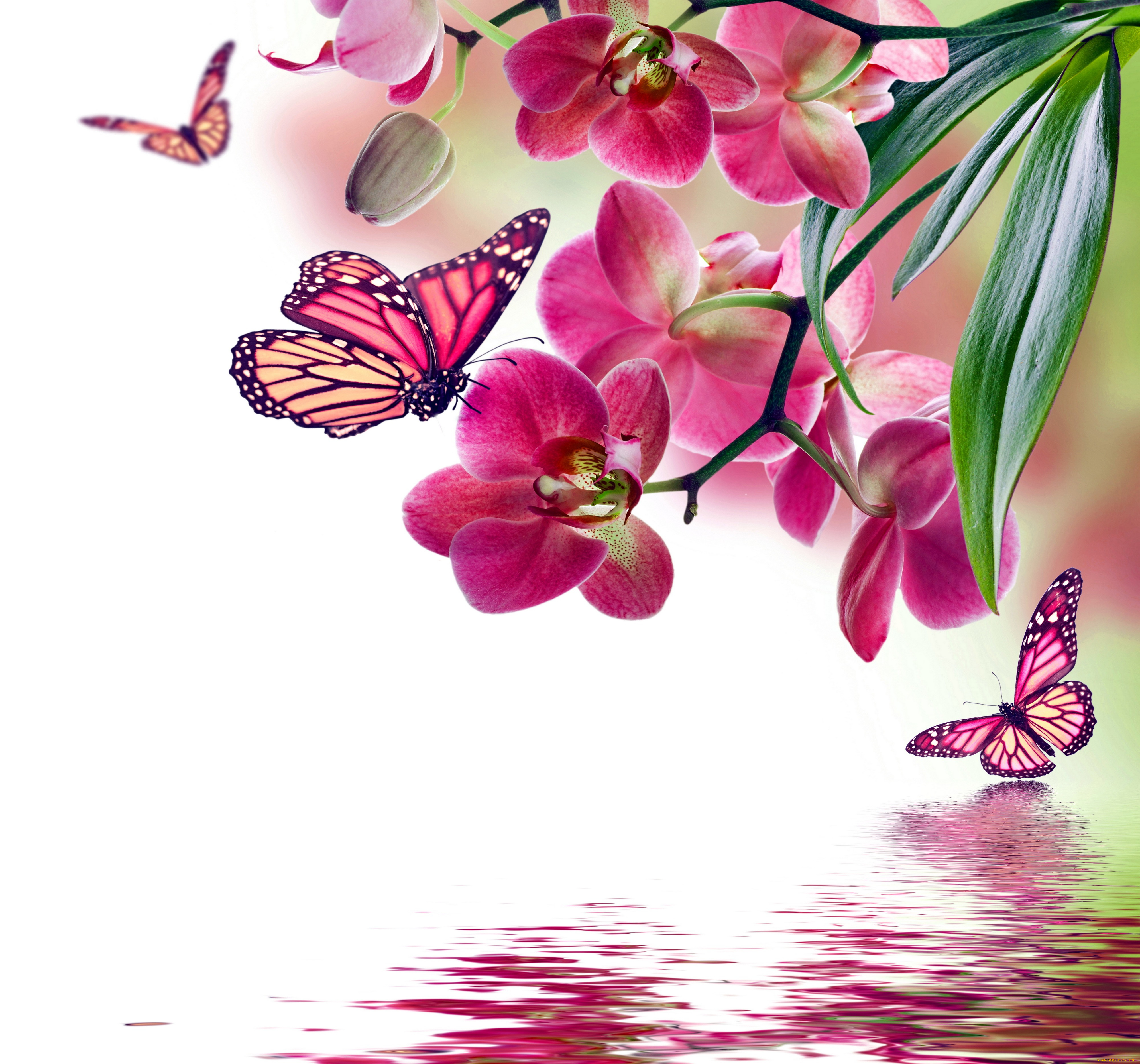 разное, компьютерный, дизайн, бабочки, цветы, орхидея, butterflies, beautiful, flowers, reflection, water, pink, orchid