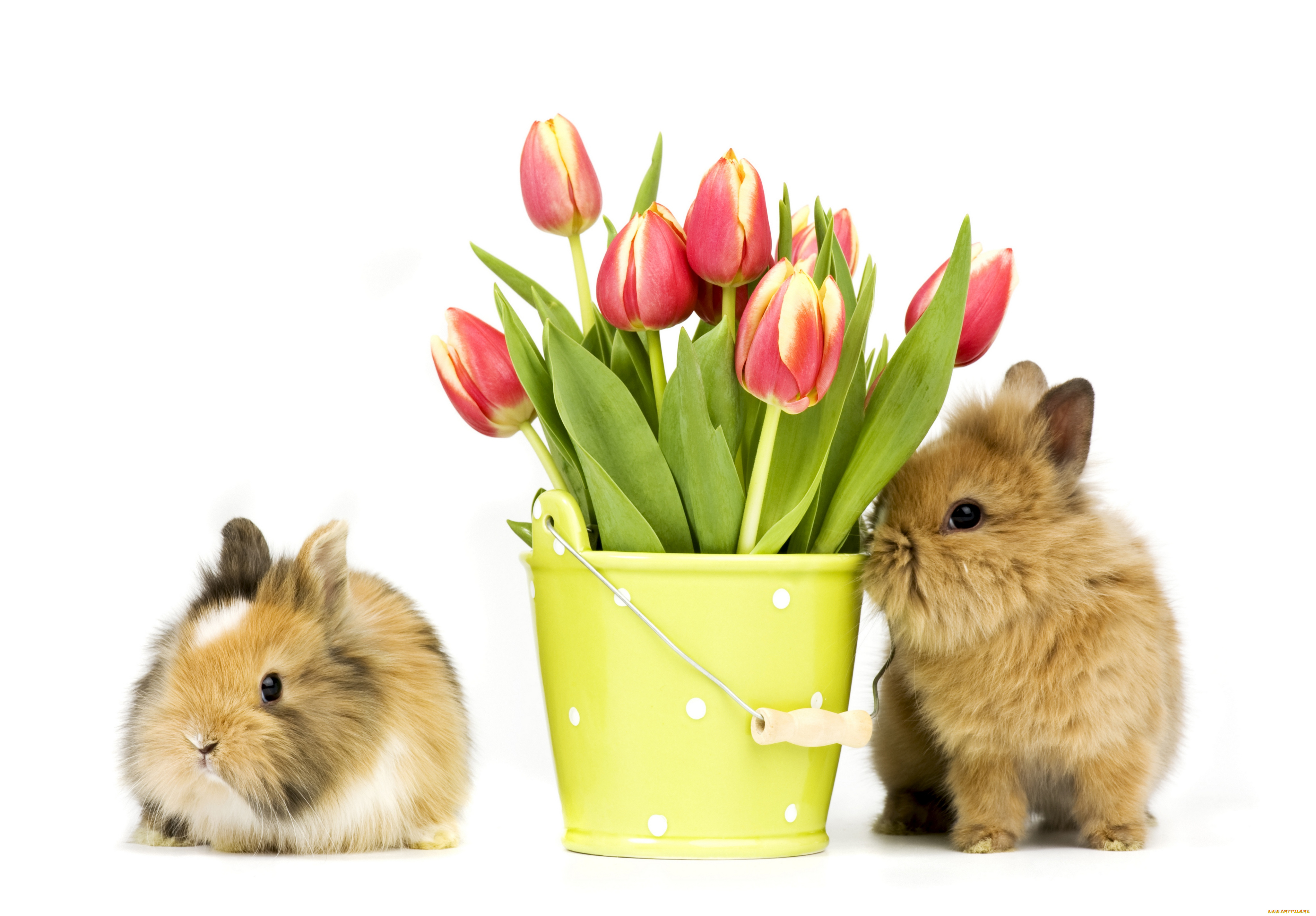 животные, кролики, , зайцы, два, кролика, тюльпаны, цветы, красота, ваза, фон