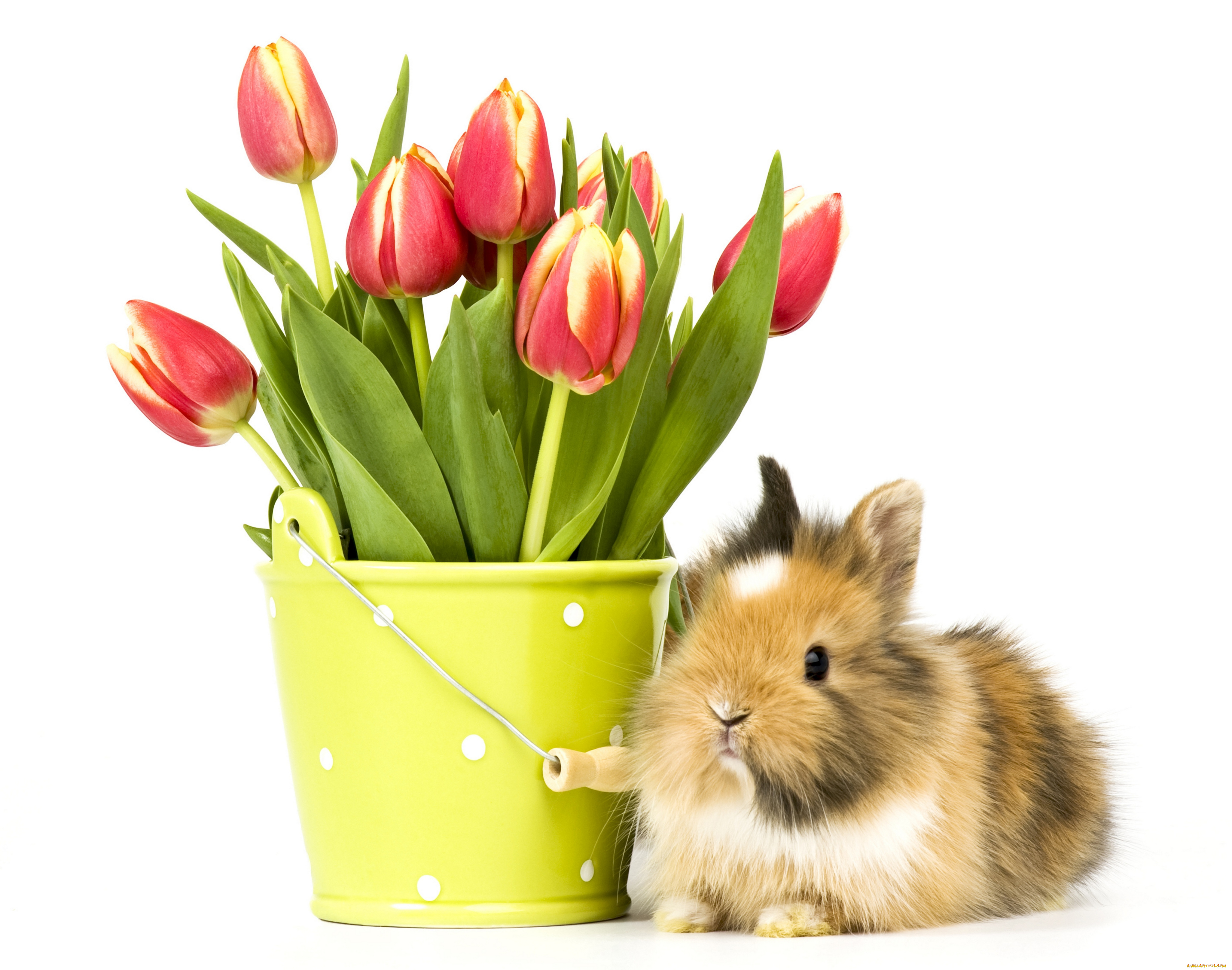 животные, кролики, , зайцы, фон, ведро, цветы, кролик