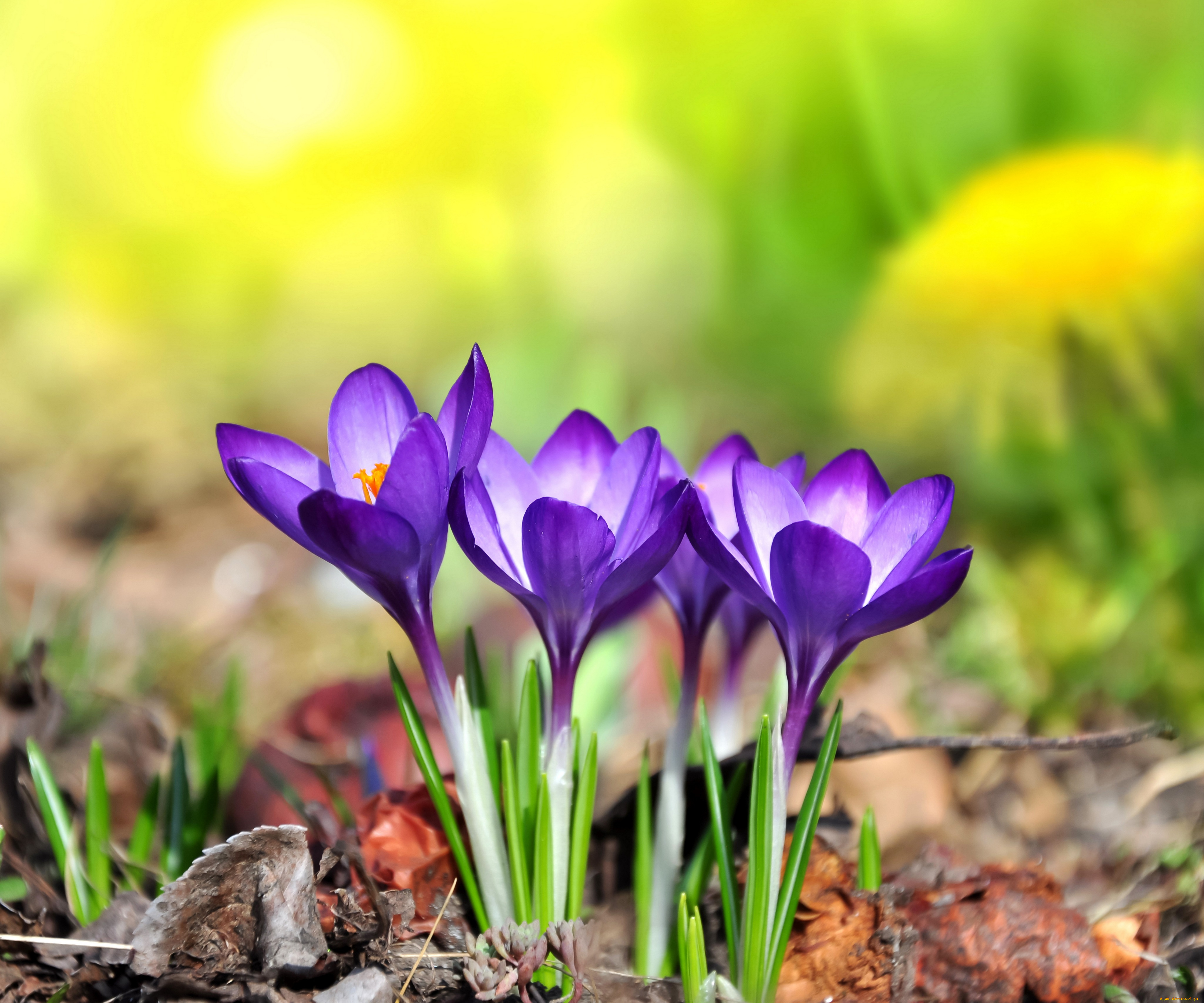 цветы, крокусы, purple, meadow, crocus, flowers, spring