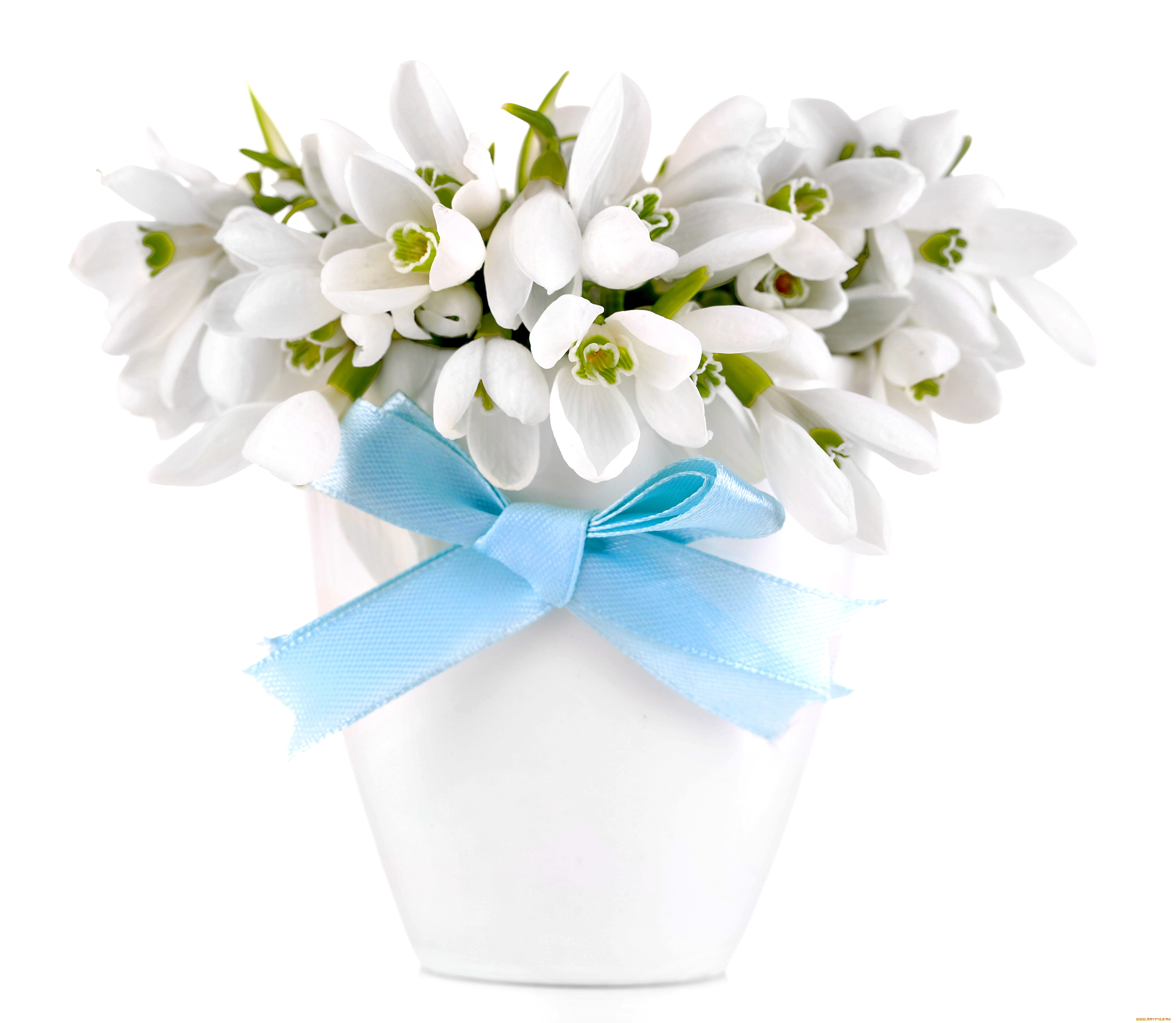 цветы, подснежники, , белоцветник, flowers, spring, white, snowdrops, букет, delicate