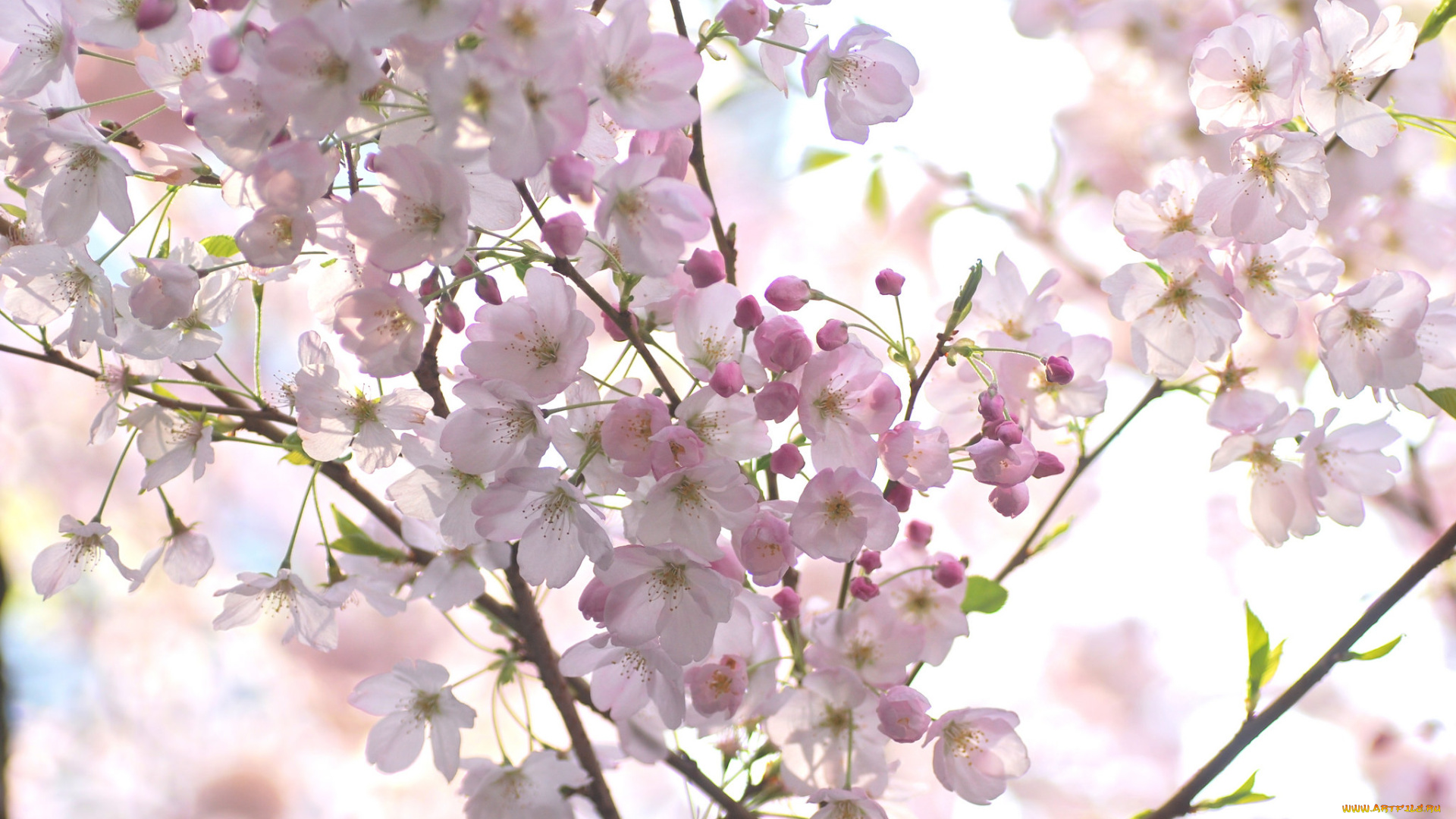 цветы, сакура, , вишня, макро, нежность