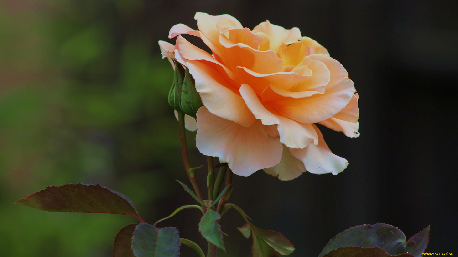 rose, `brandy`, цветы, розы, бутон, роза