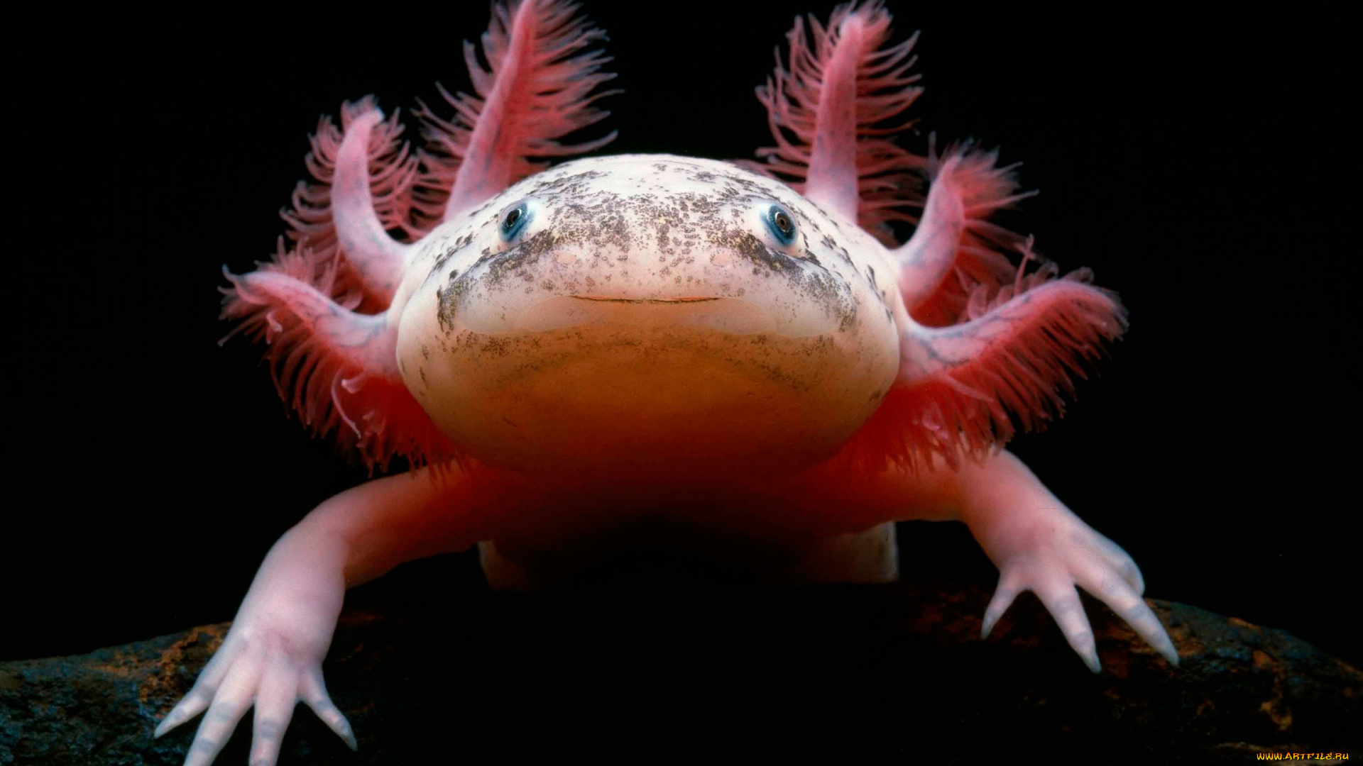 животные, -, другое, axolotl, мексиканская, саламандра, аксолотль