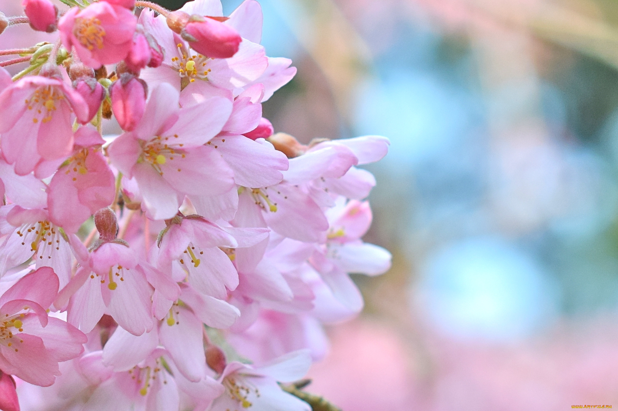 цветы, сакура, , вишня, розовая, нежность