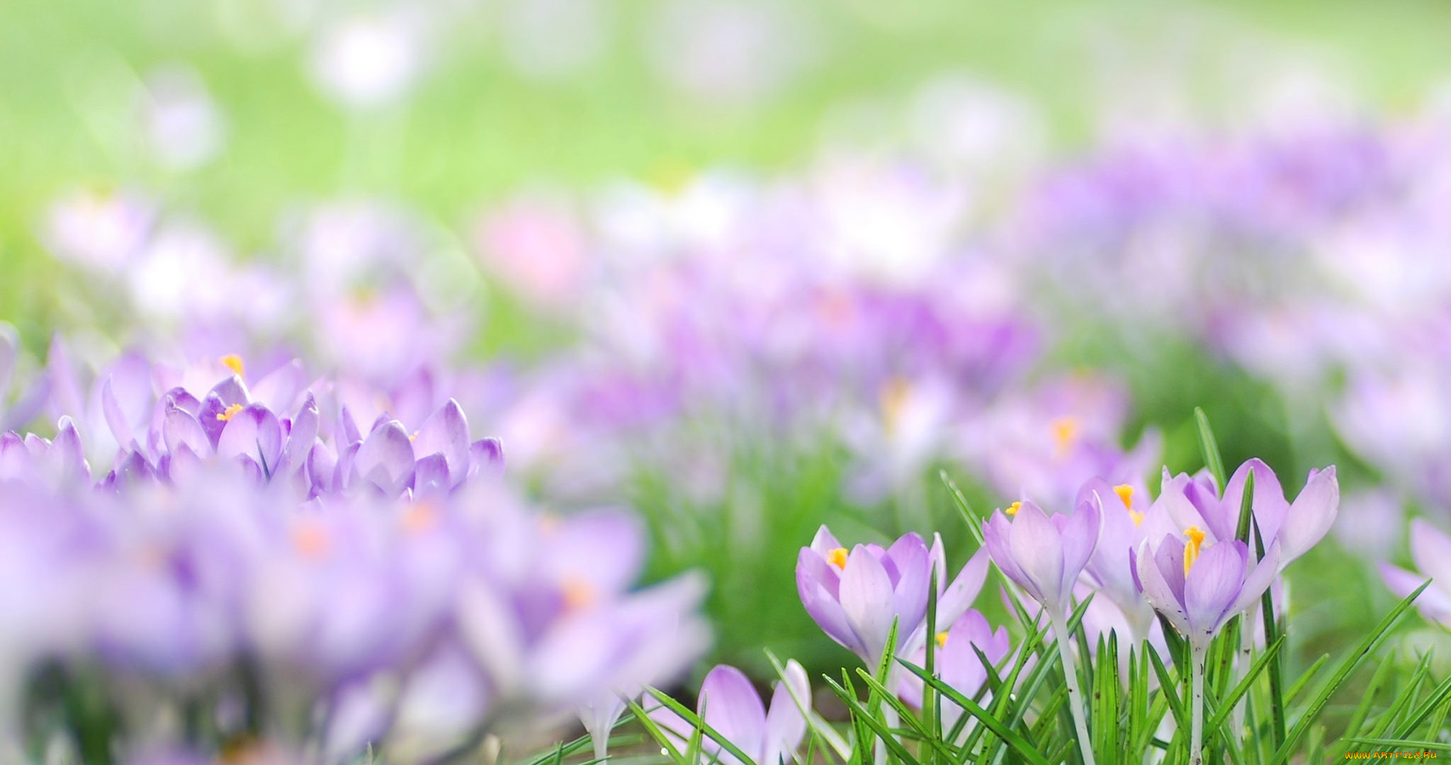 фиолетовые цветочки на поляне загрузить