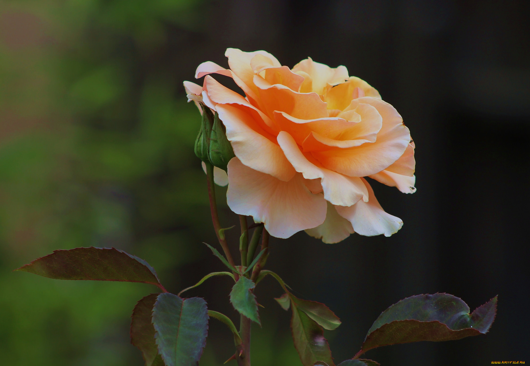 rose, `brandy`, цветы, розы, бутон, роза