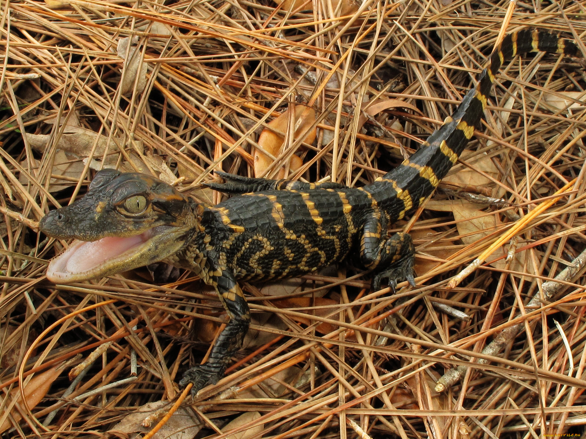 alligator, животные, крокодилы, аллигатор