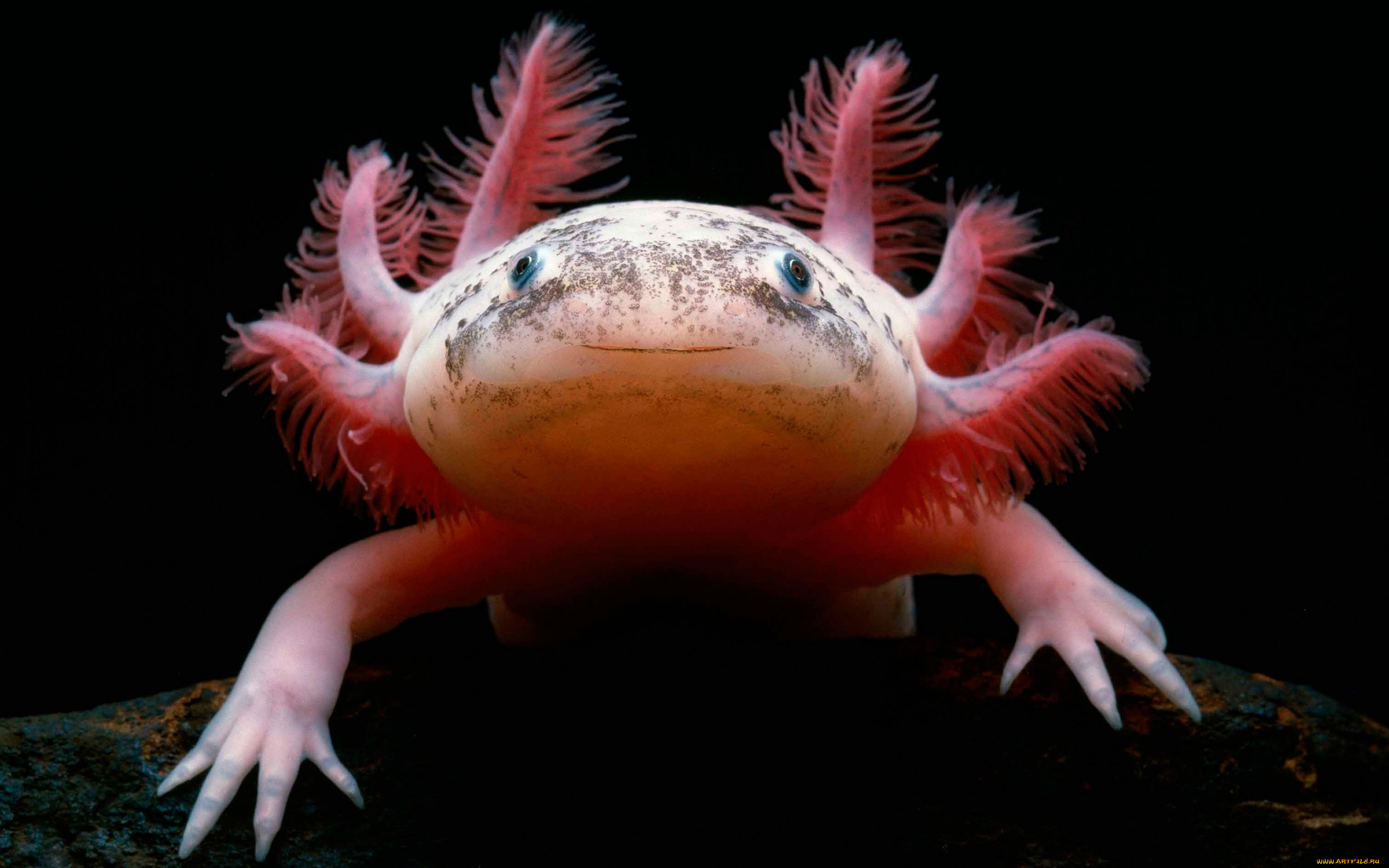 животные, -, другое, axolotl, мексиканская, саламандра, аксолотль